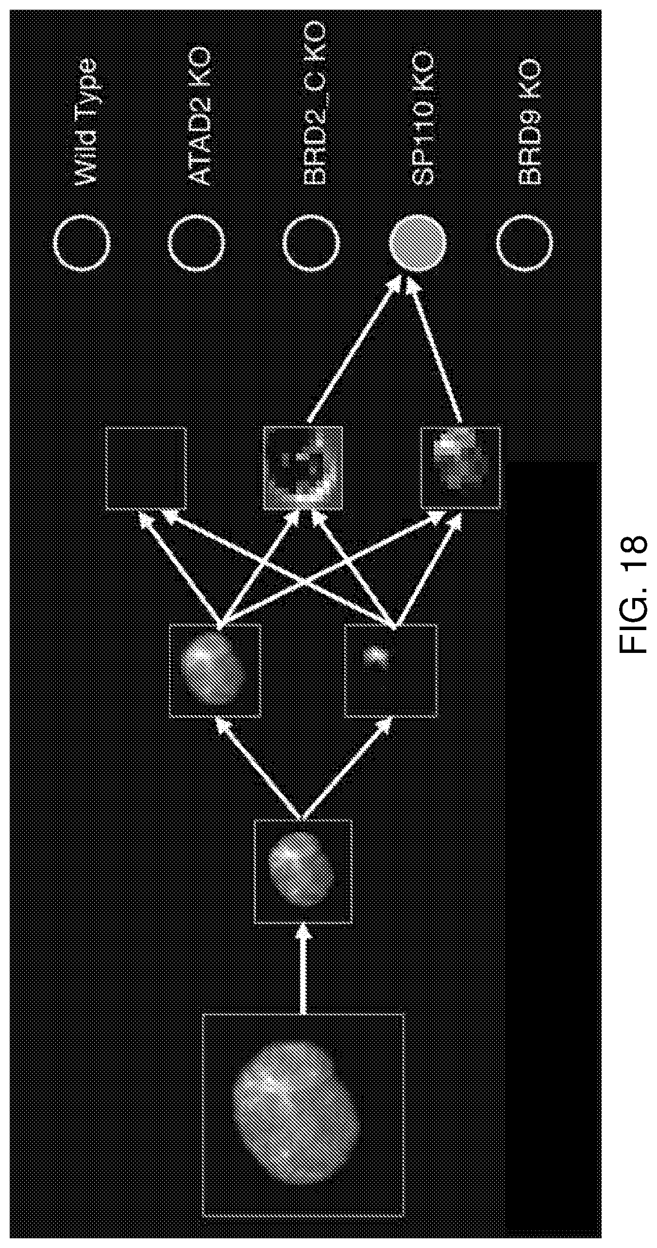 Patent US12322101 Figure 18 – Methods of analyzing microscopy images using machine learning