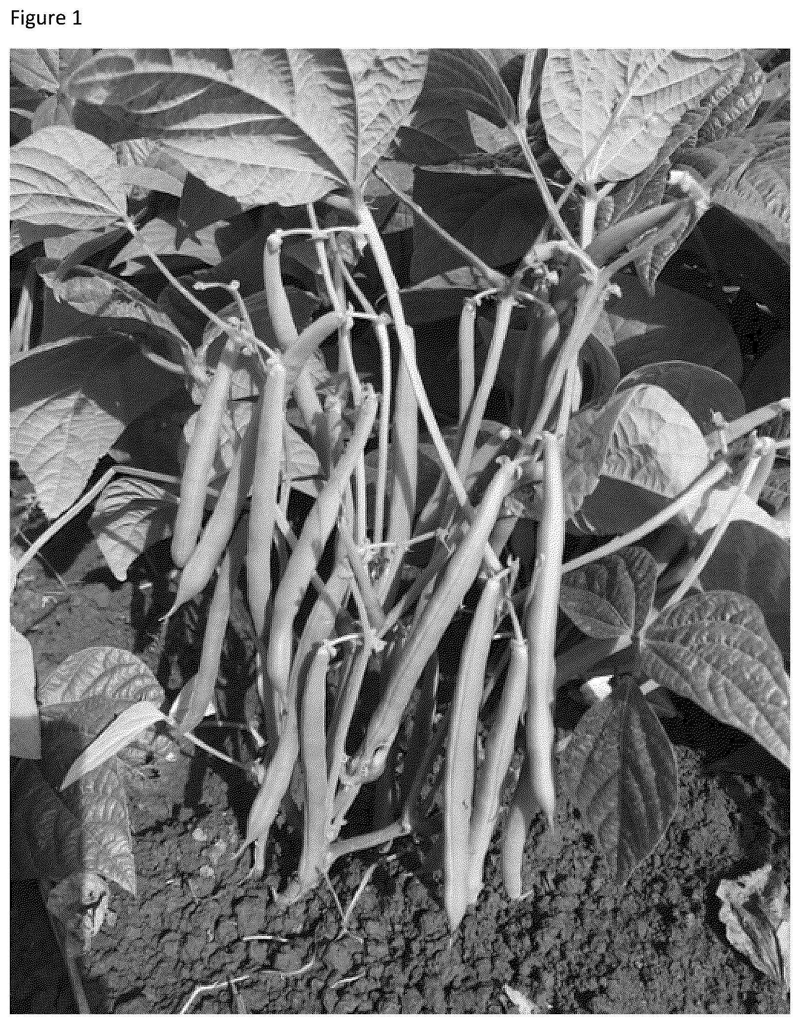Patent US12324399 Figure 1 – Garden bean variety ‘Lunar’