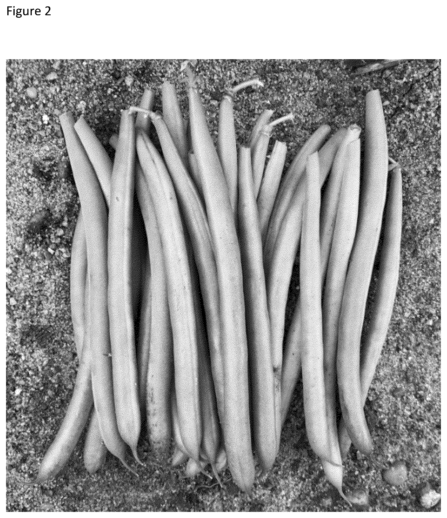 Patent US12324399 Figure 2 – Garden bean variety ‘Lunar’