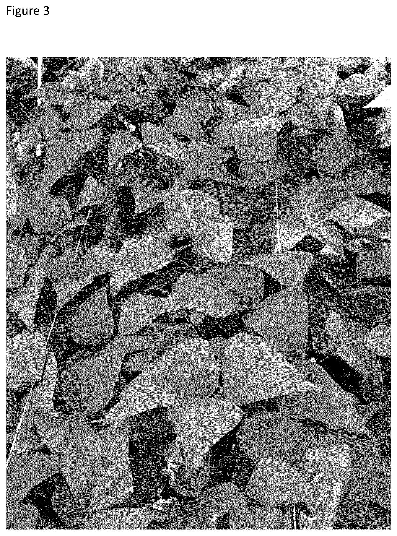 Patent US12324399 Figure 3 – Garden bean variety ‘Lunar’
