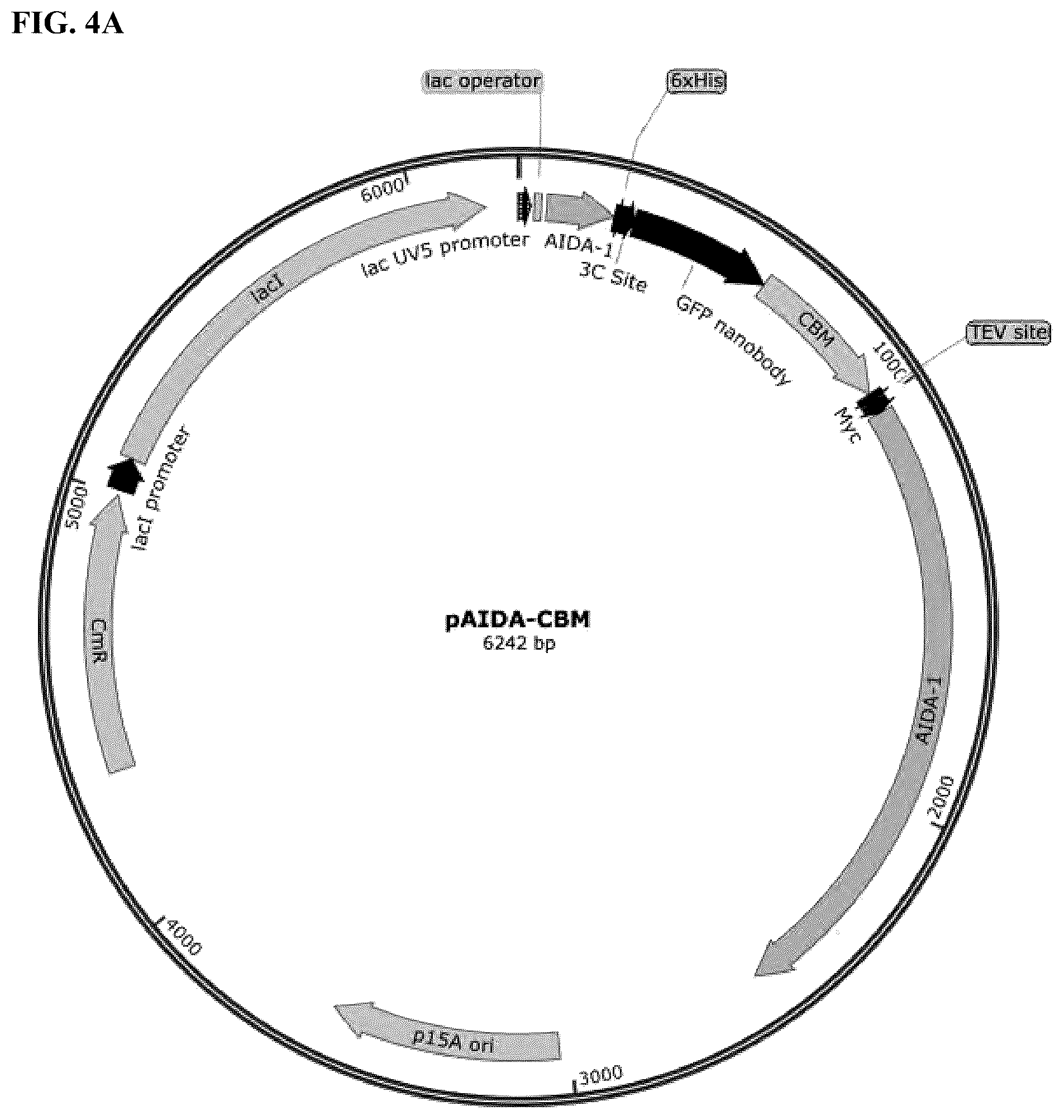 Patent US12324431 Figure 4 – Compositions and methods for scalable production and delivery of biologicals