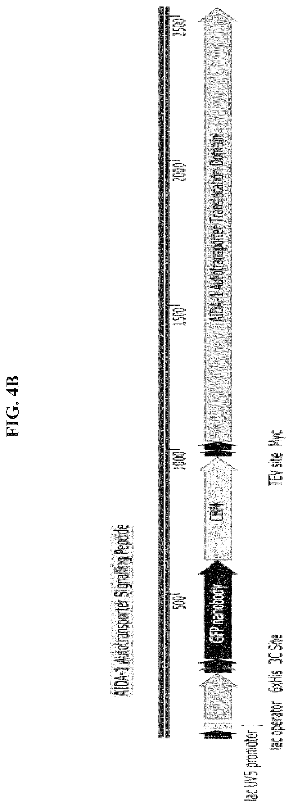Patent US12324431 Figure 5 – Compositions and methods for scalable production and delivery of biologicals