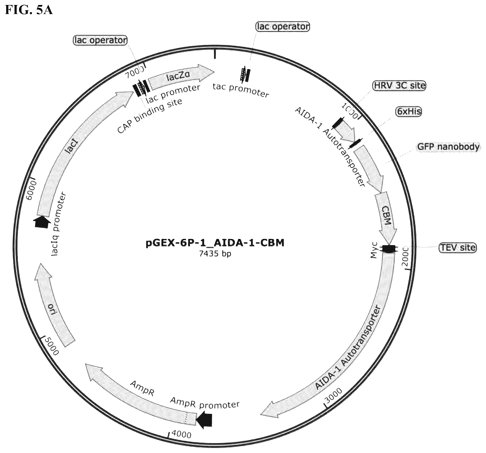 Patent US12324431 Figure 6 – Compositions and methods for scalable production and delivery of biologicals