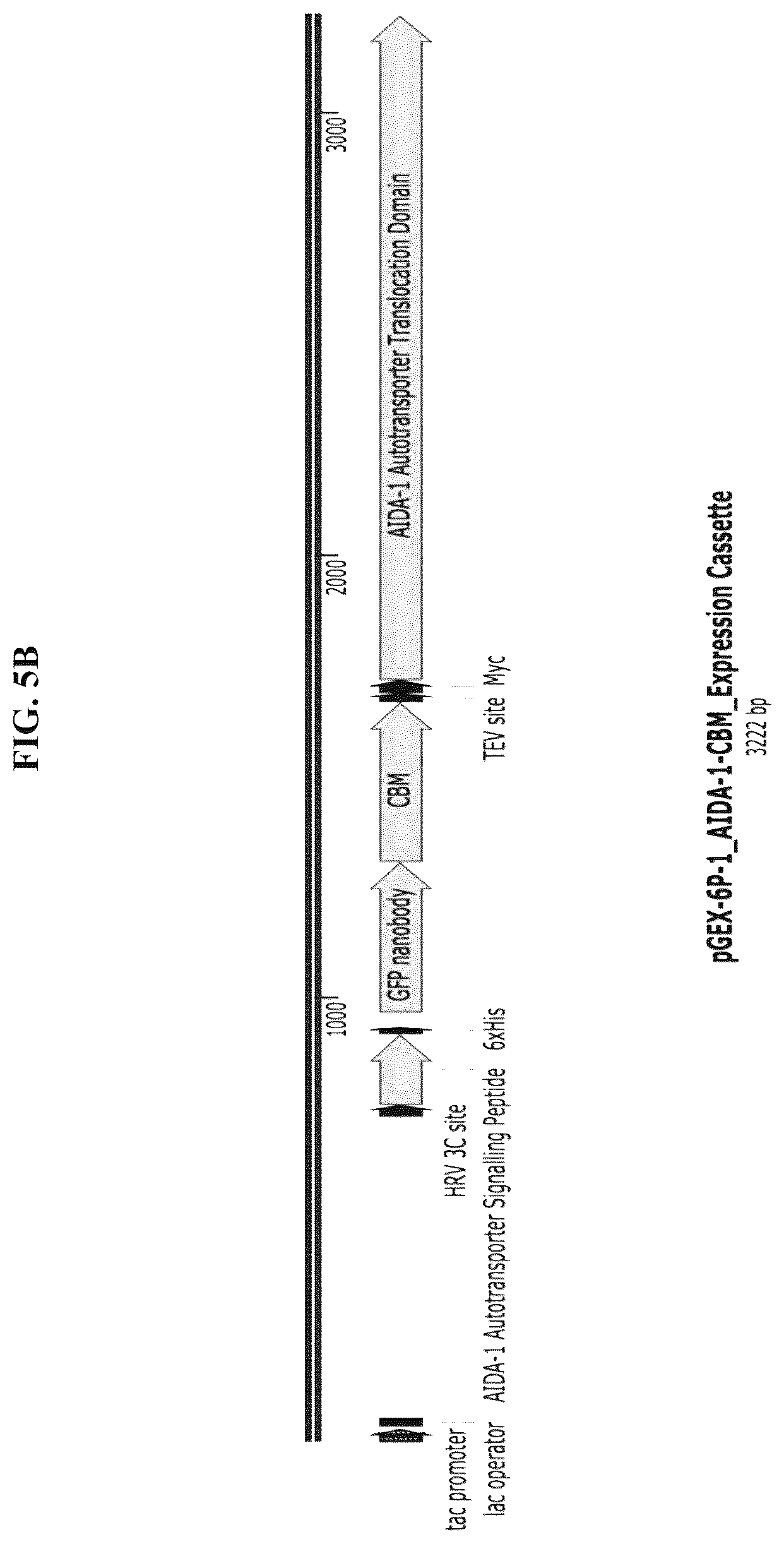 Patent US12324431 Figure 7 – Compositions and methods for scalable production and delivery of biologicals