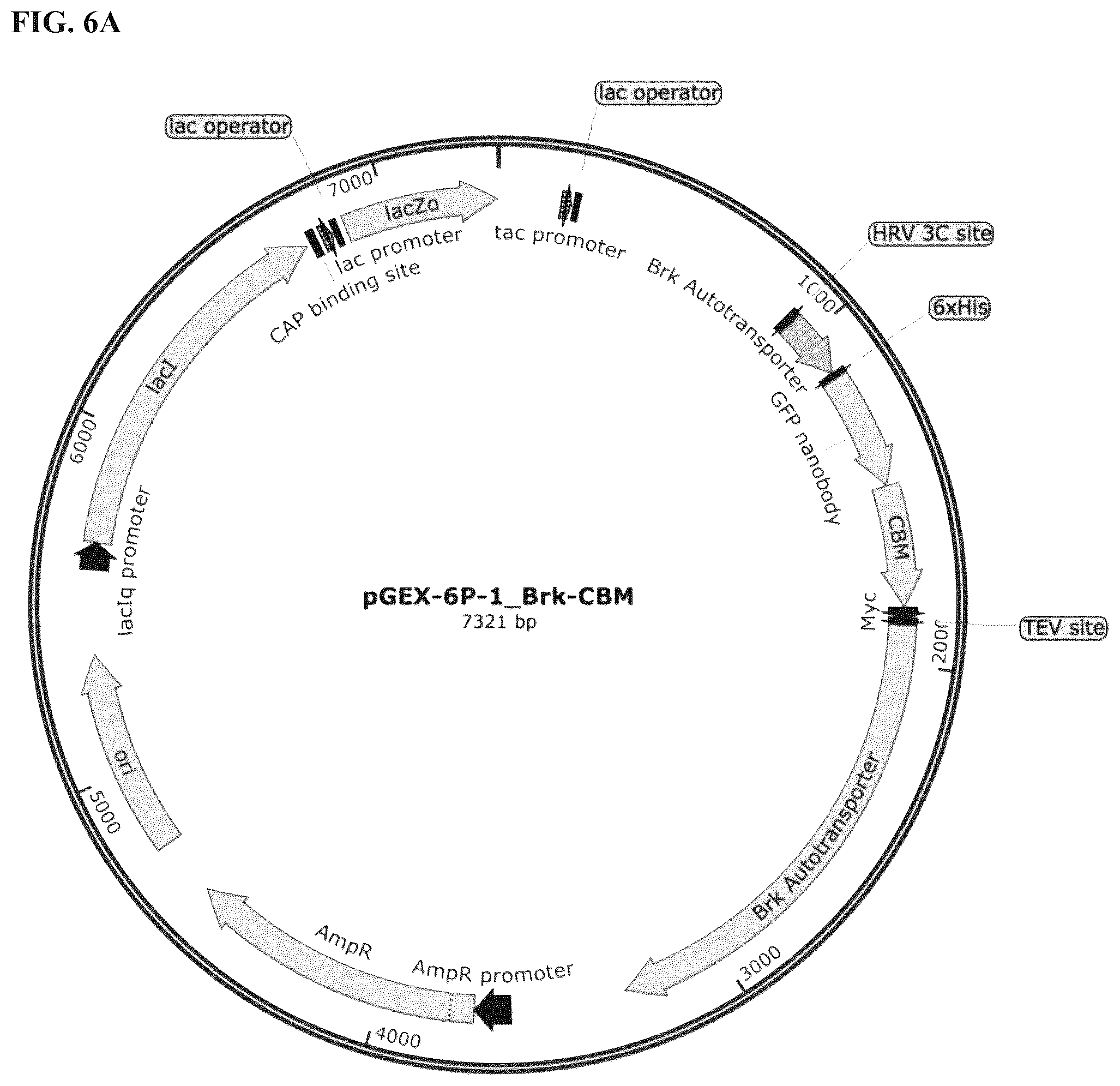 Patent US12324431 Figure 8 – Compositions and methods for scalable production and delivery of biologicals