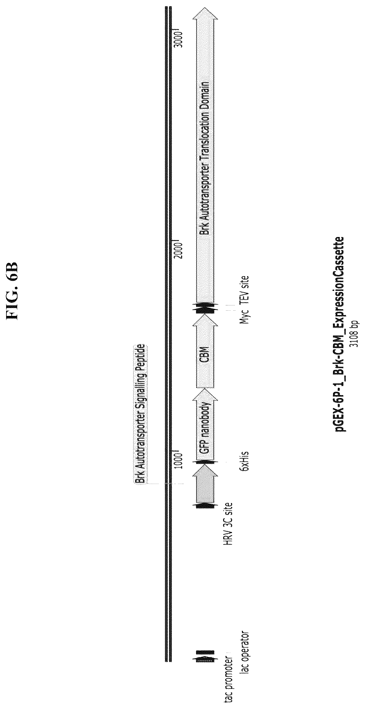 Patent US12324431 Figure 9 – Compositions and methods for scalable production and delivery of biologicals