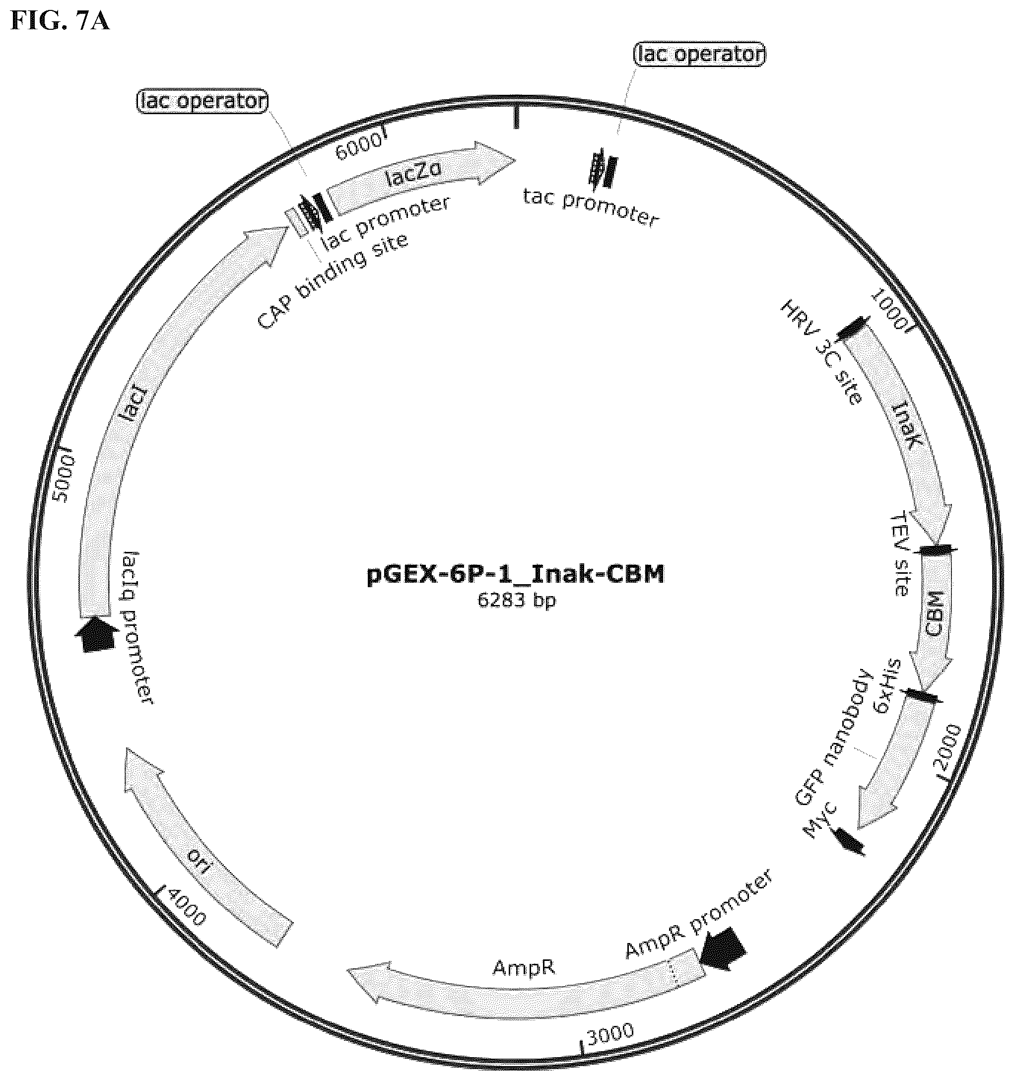 Patent US12324431 Figure 10 – Compositions and methods for scalable production and delivery of biologicals