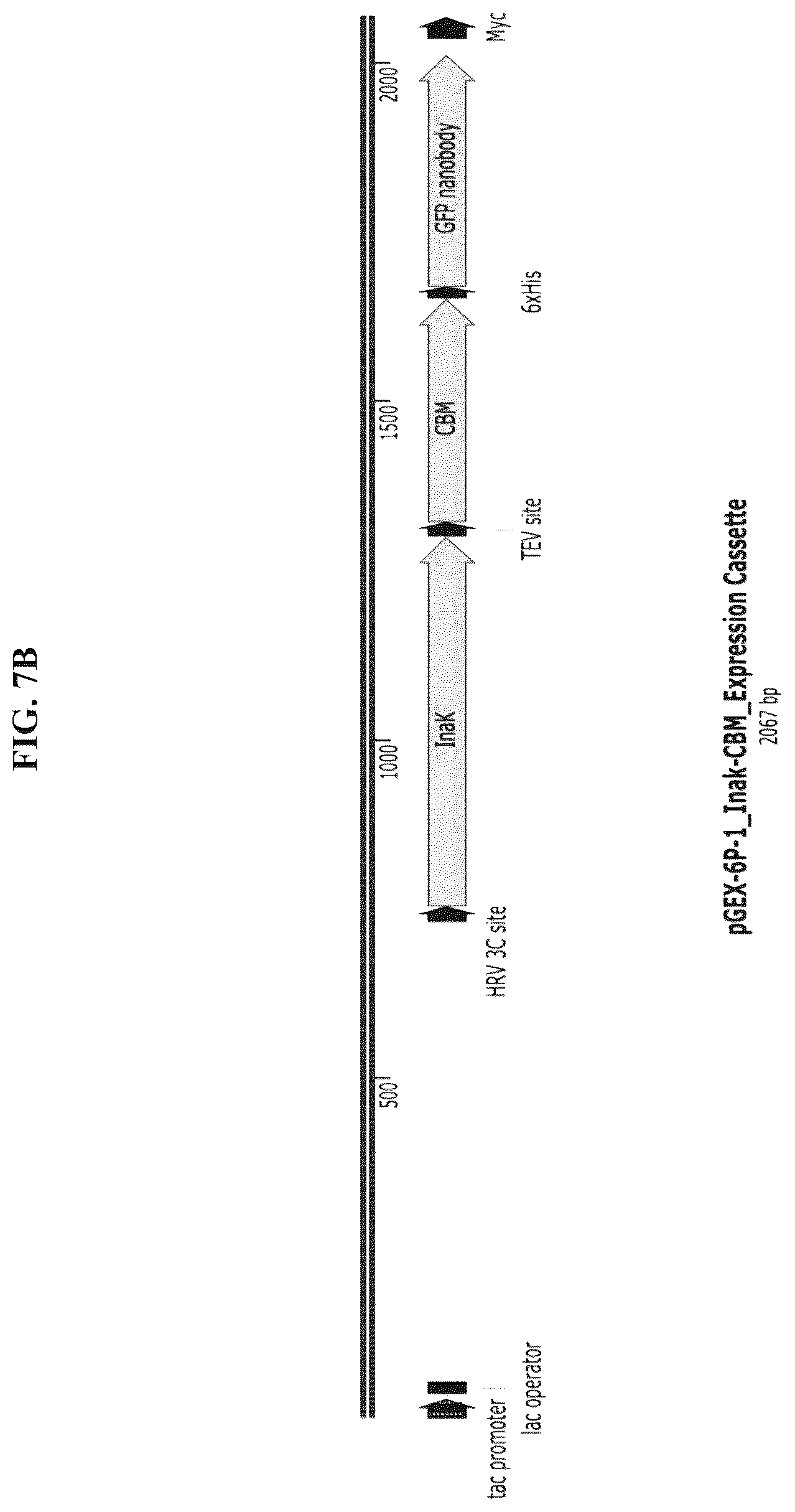 Patent US12324431 Figure 11 – Compositions and methods for scalable production and delivery of biologicals