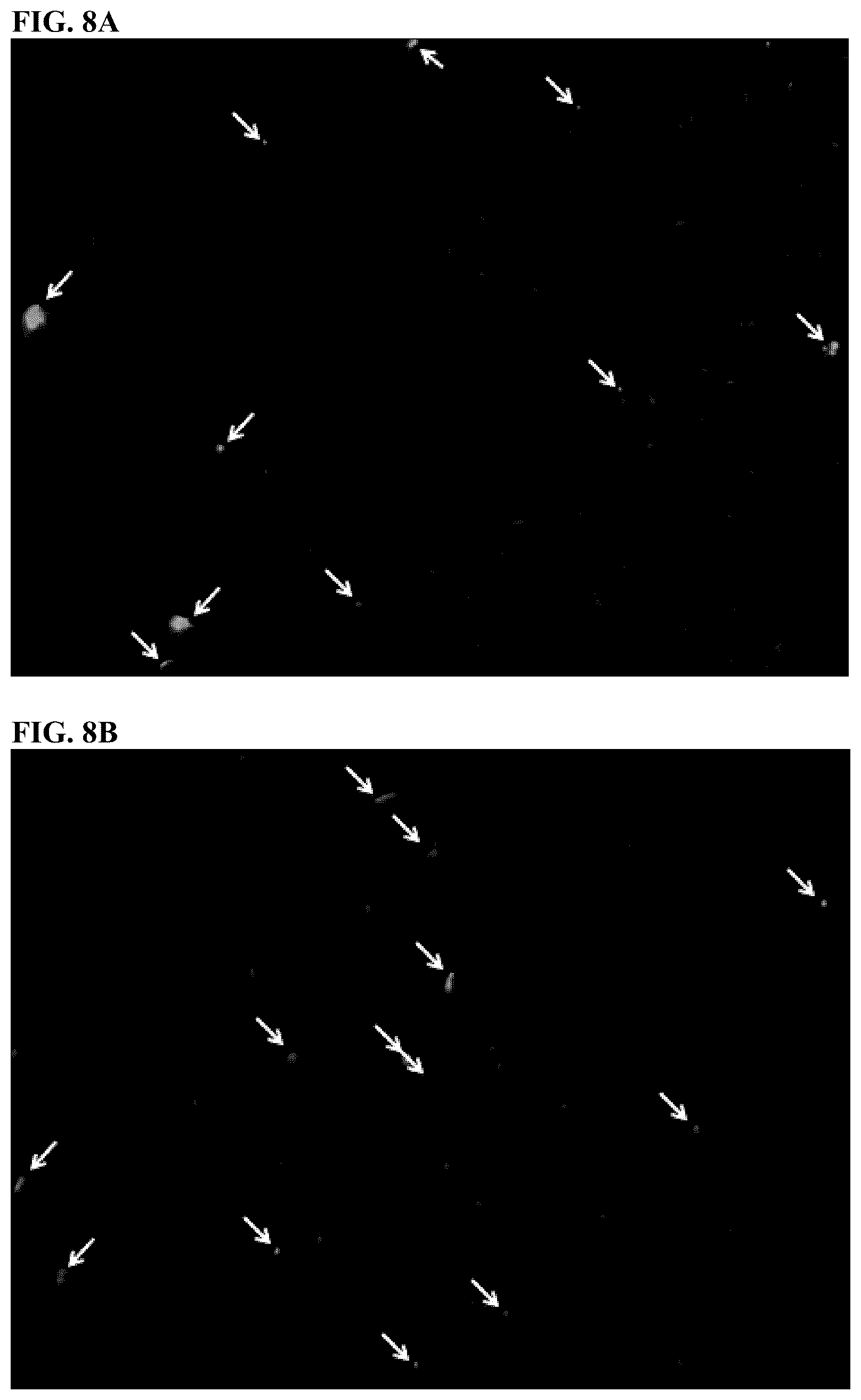 Patent US12324431 Figure 12 – Compositions and methods for scalable production and delivery of biologicals