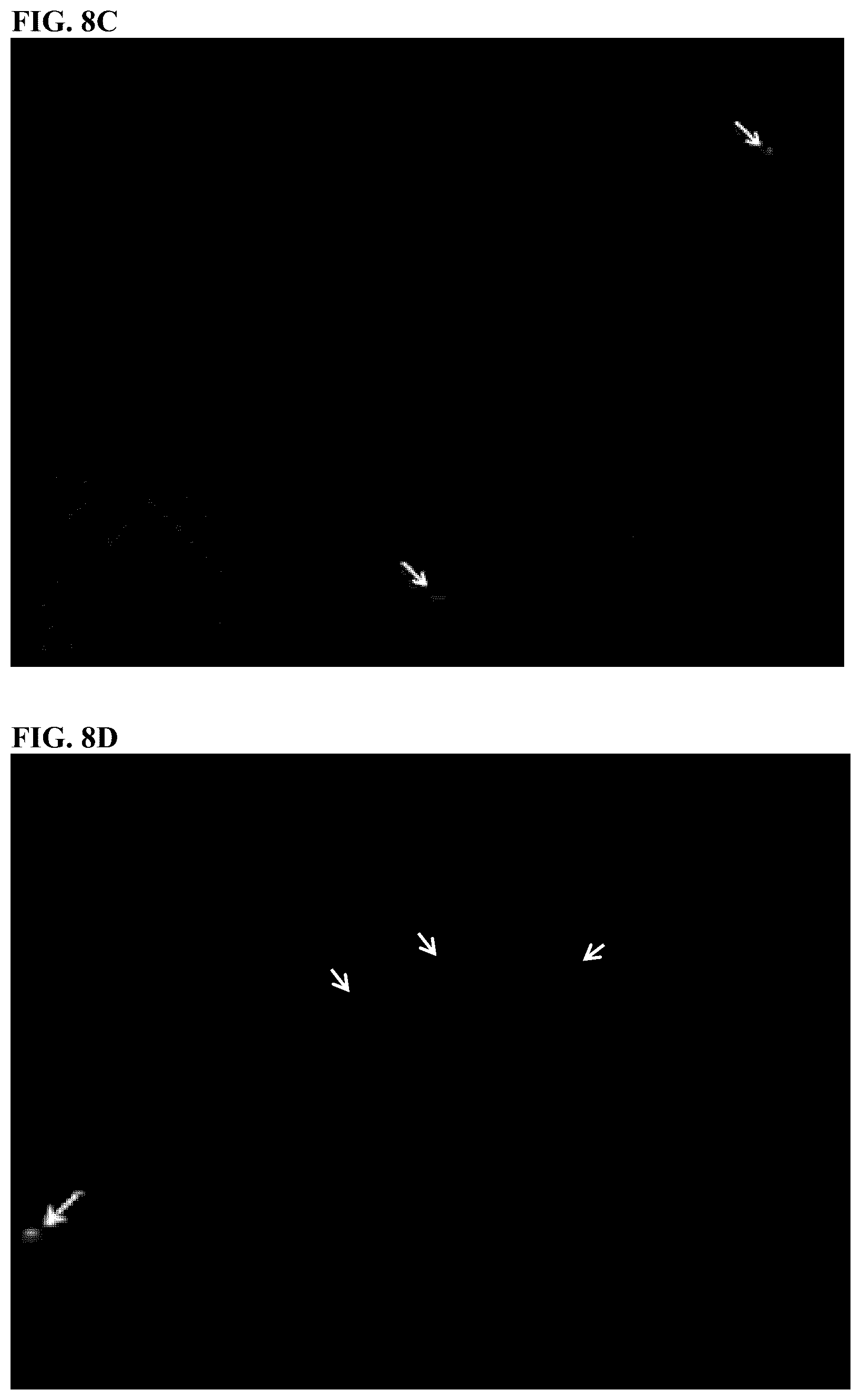 Patent US12324431 Figure 13 – Compositions and methods for scalable production and delivery of biologicals