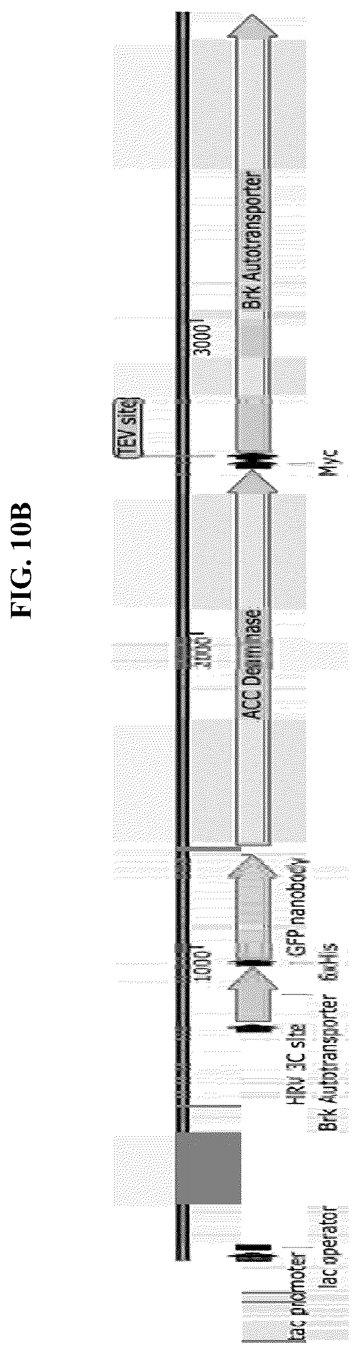 Patent US12324431 Figure 16 – Compositions and methods for scalable production and delivery of biologicals