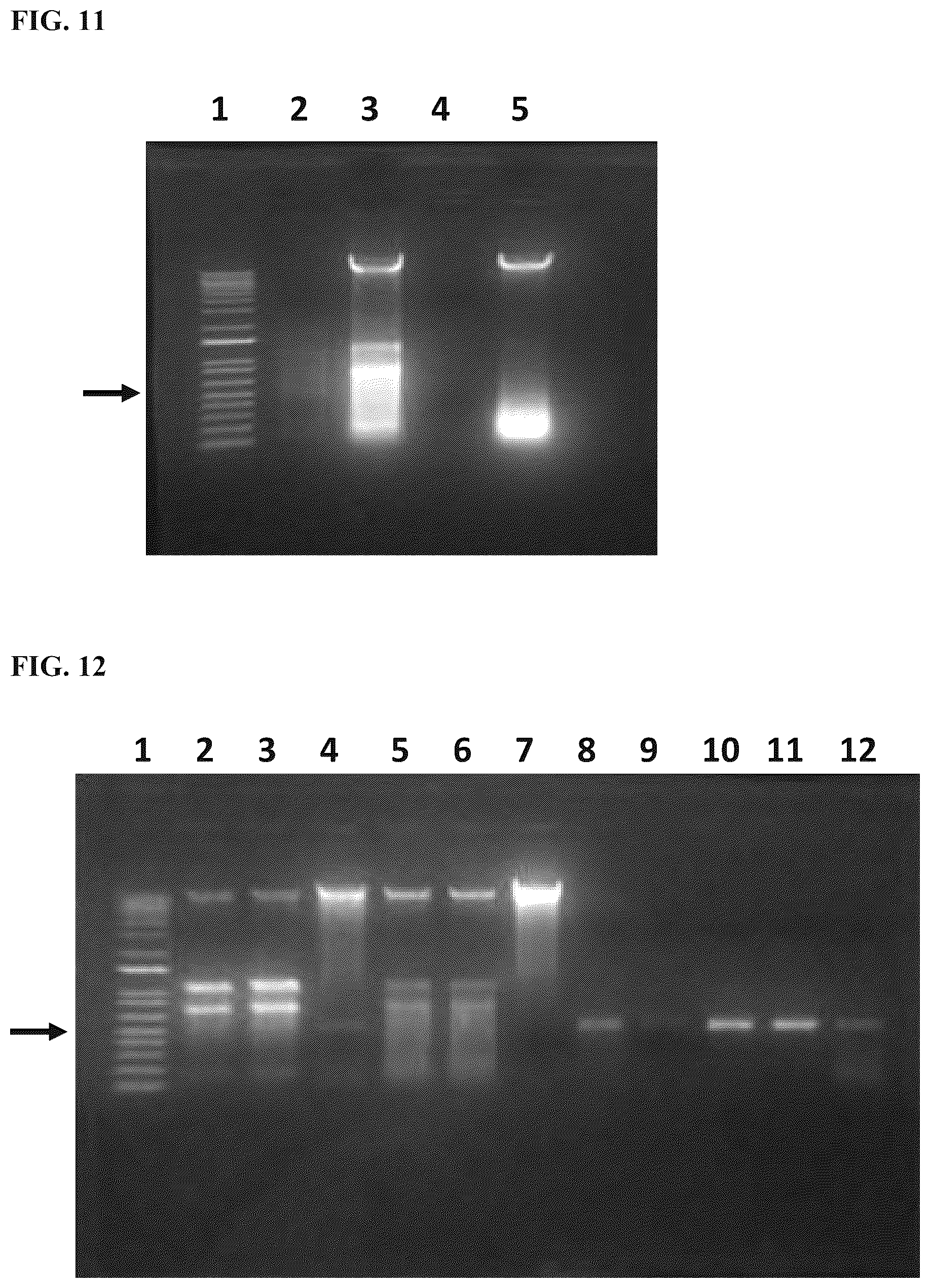 Patent US12324431 Figure 17 – Compositions and methods for scalable production and delivery of biologicals