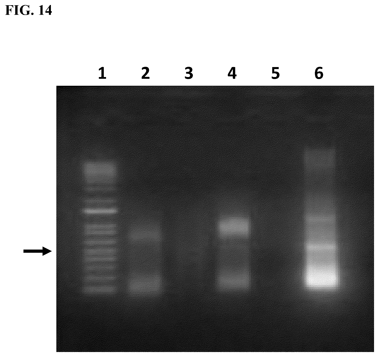 Patent US12324431 Figure 19 – Compositions and methods for scalable production and delivery of biologicals