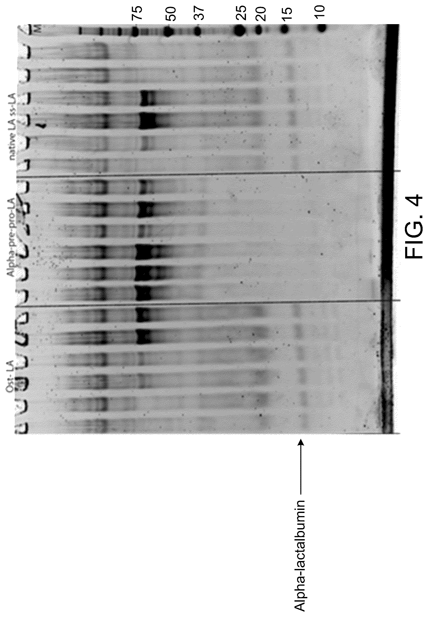 Patent US12324444 Figure 4 – Compositions comprising a casein and methods of producing the same