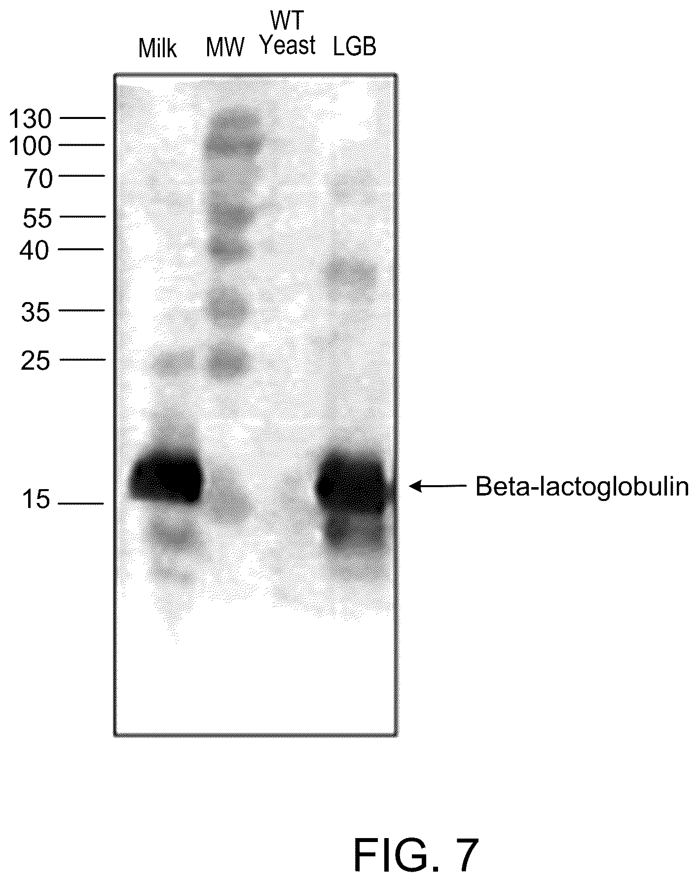Patent US12324444 Figure 6 – Compositions comprising a casein and methods of producing the same