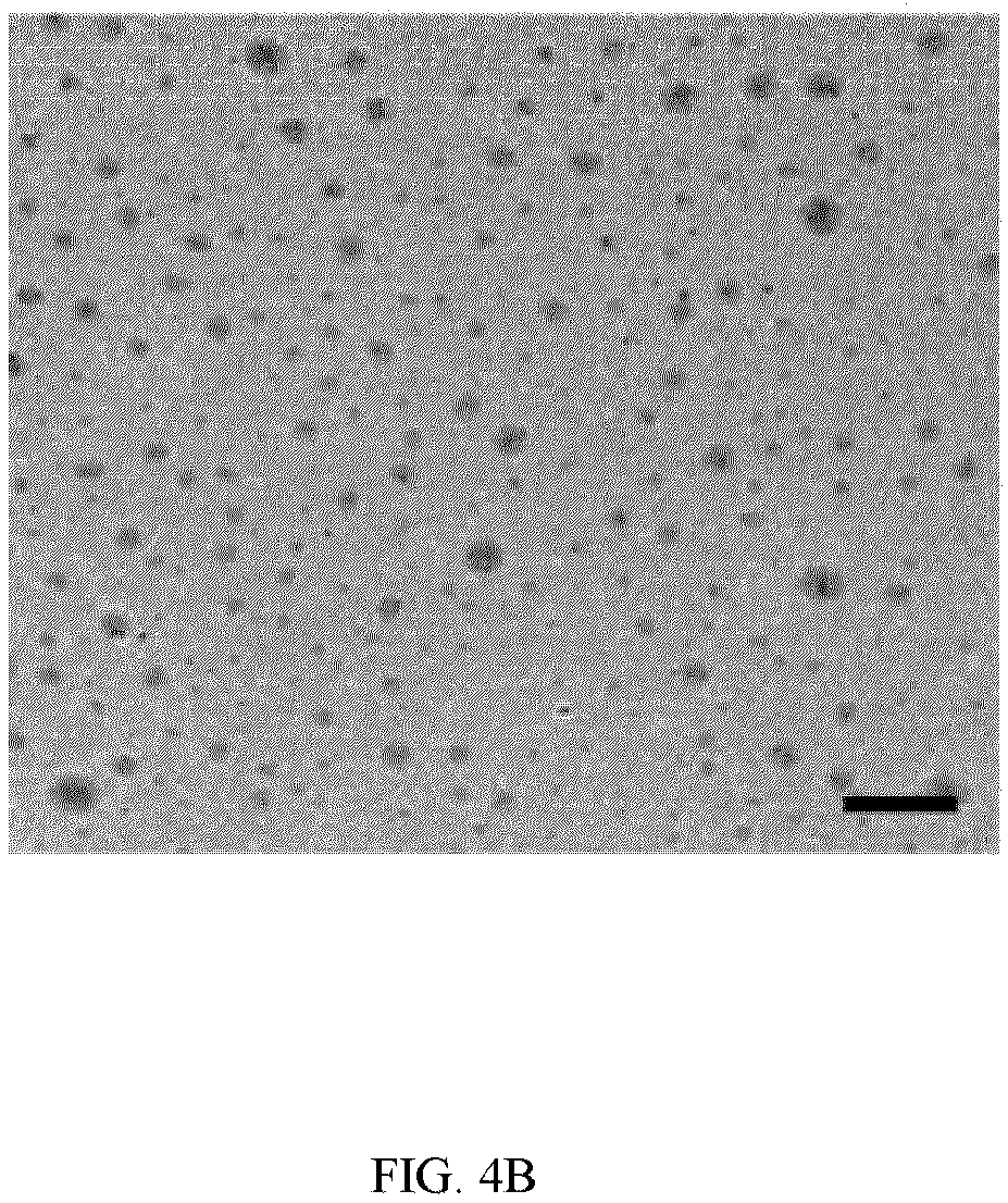 Patent US12324769 Figure 5 – Double-network versatile hydrogel with antibacterial and drug sequential release capabilities