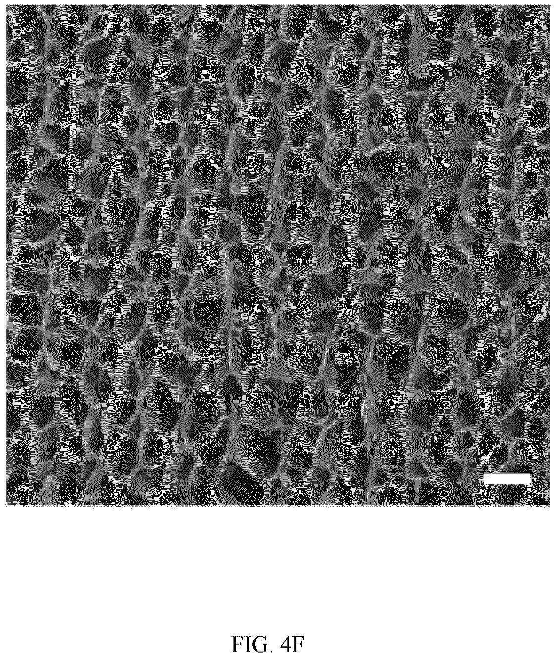 Patent US12324769 Figure 9 – Double-network versatile hydrogel with antibacterial and drug sequential release capabilities