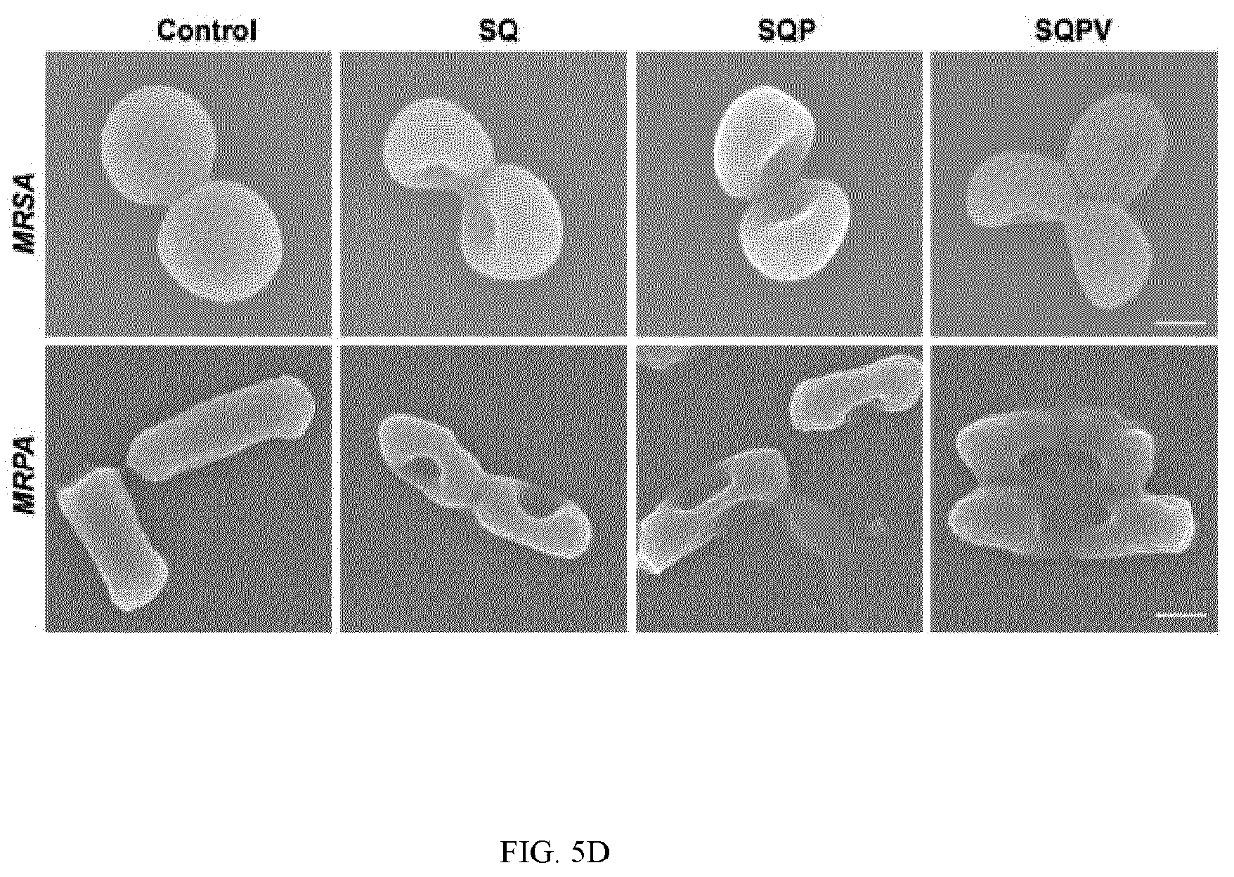 Patent US12324769 Figure 15 – Double-network versatile hydrogel with antibacterial and drug sequential release capabilities