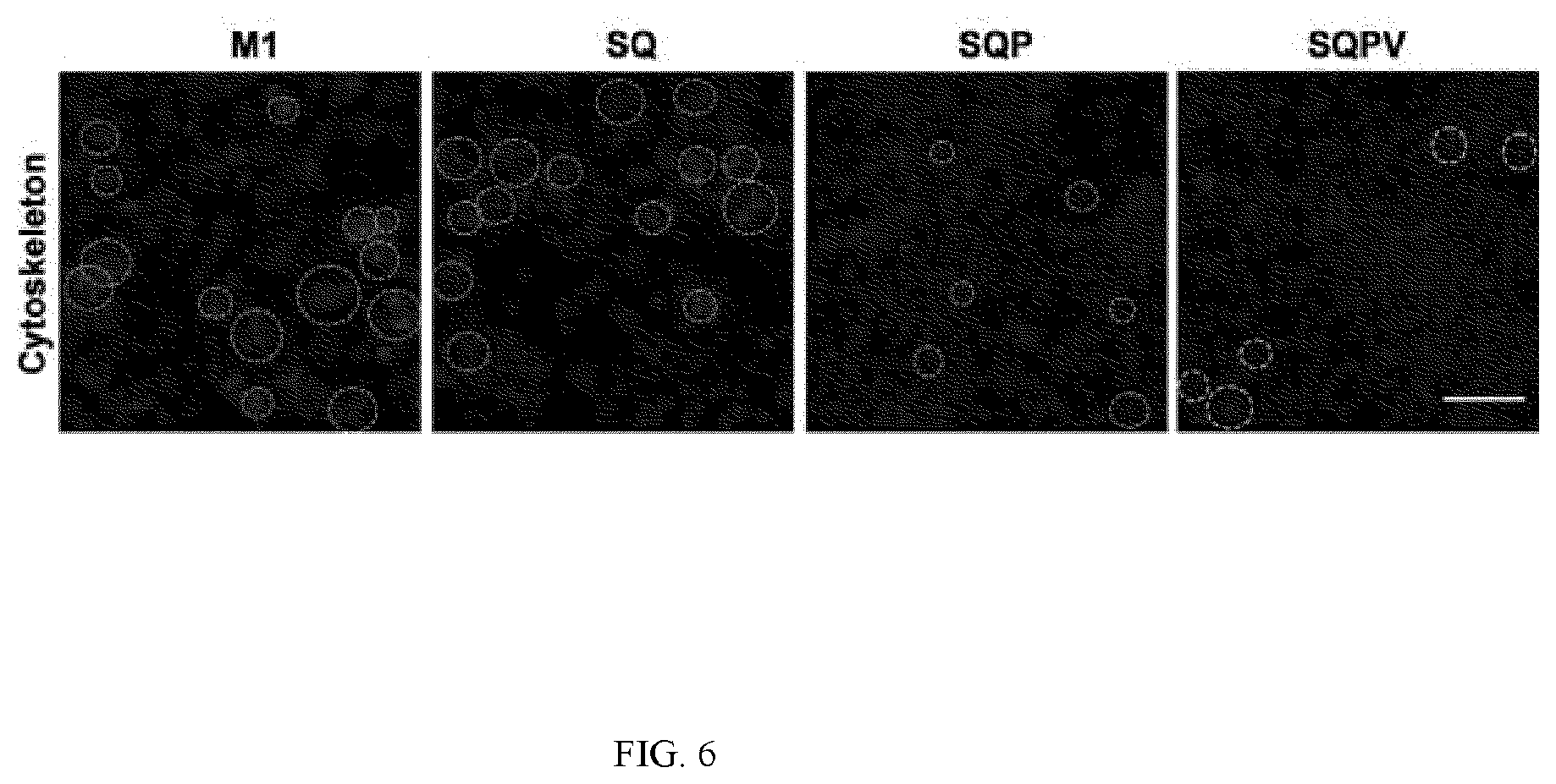 Patent US12324769 Figure 16 – Double-network versatile hydrogel with antibacterial and drug sequential release capabilities