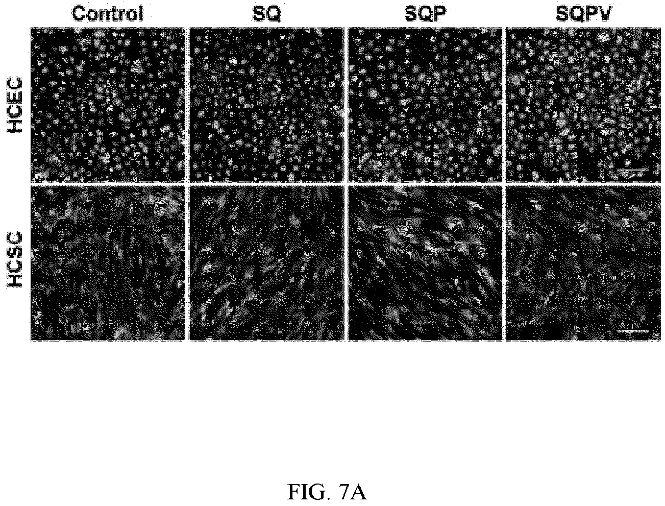 Patent US12324769 Figure 17 – Double-network versatile hydrogel with antibacterial and drug sequential release capabilities