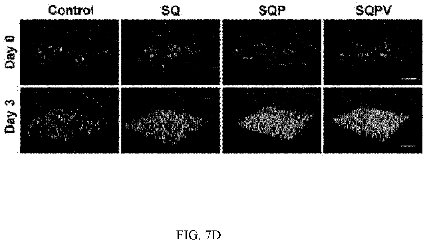 Patent US12324769 Figure 20 – Double-network versatile hydrogel with antibacterial and drug sequential release capabilities
