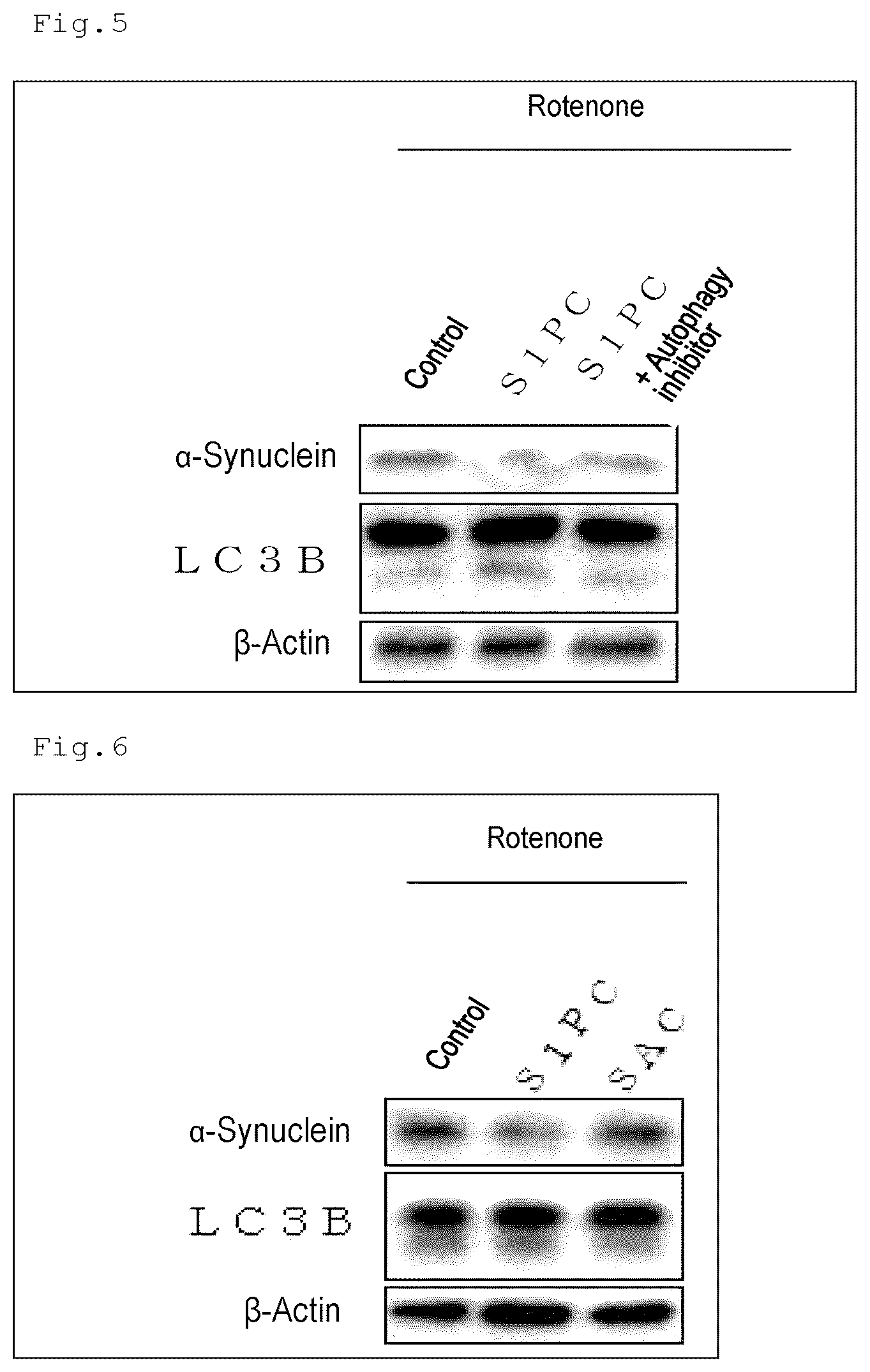 Patent US12324795 Figure 3 – Autophagy activating agent