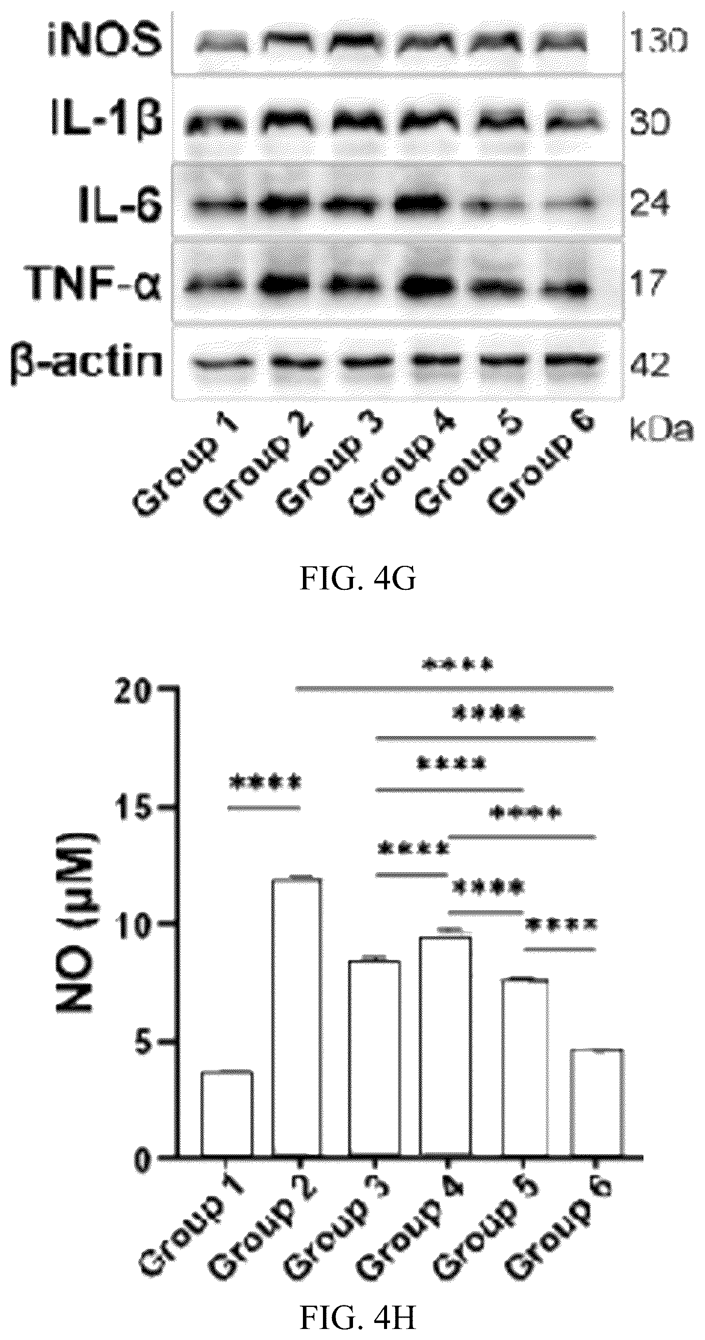Patent US12324798 Figure 9 – Leonurine nanocomposite hydrogel and preparation methods and applications thereof