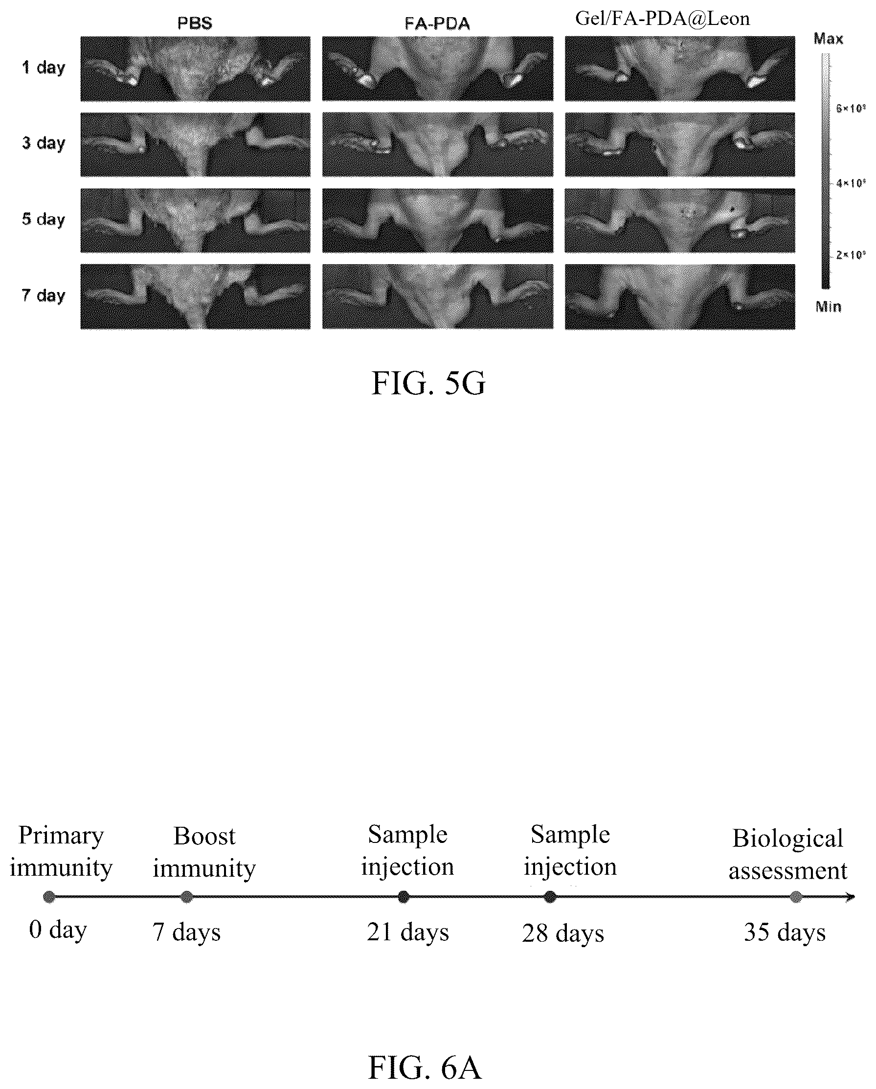 Patent US12324798 Figure 15 – Leonurine nanocomposite hydrogel and preparation methods and applications thereof