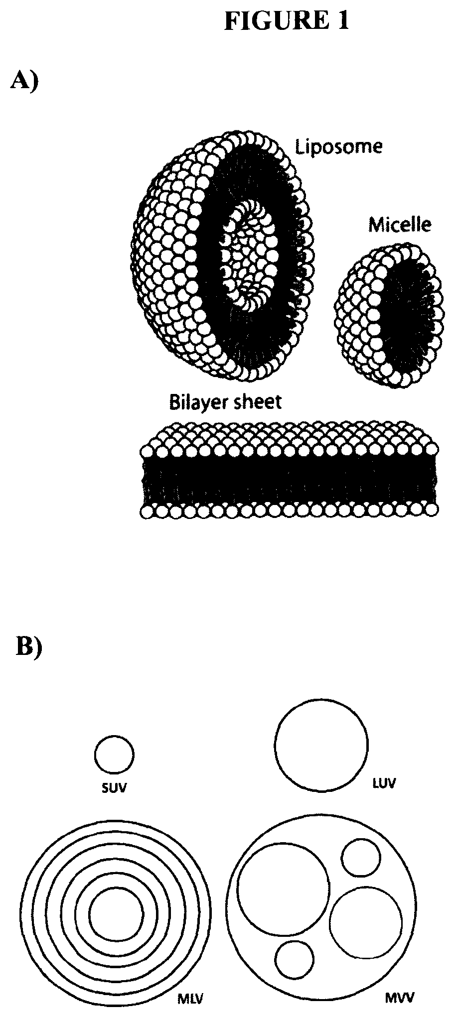 Patent US12324800 Figure 1 – Lecithin vesicles