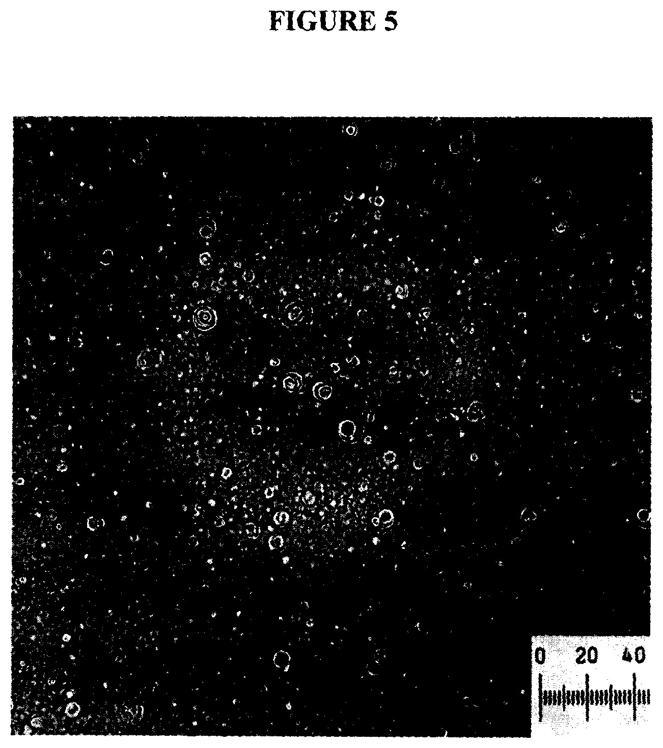 Patent US12324800 Figure 5 – Lecithin vesicles