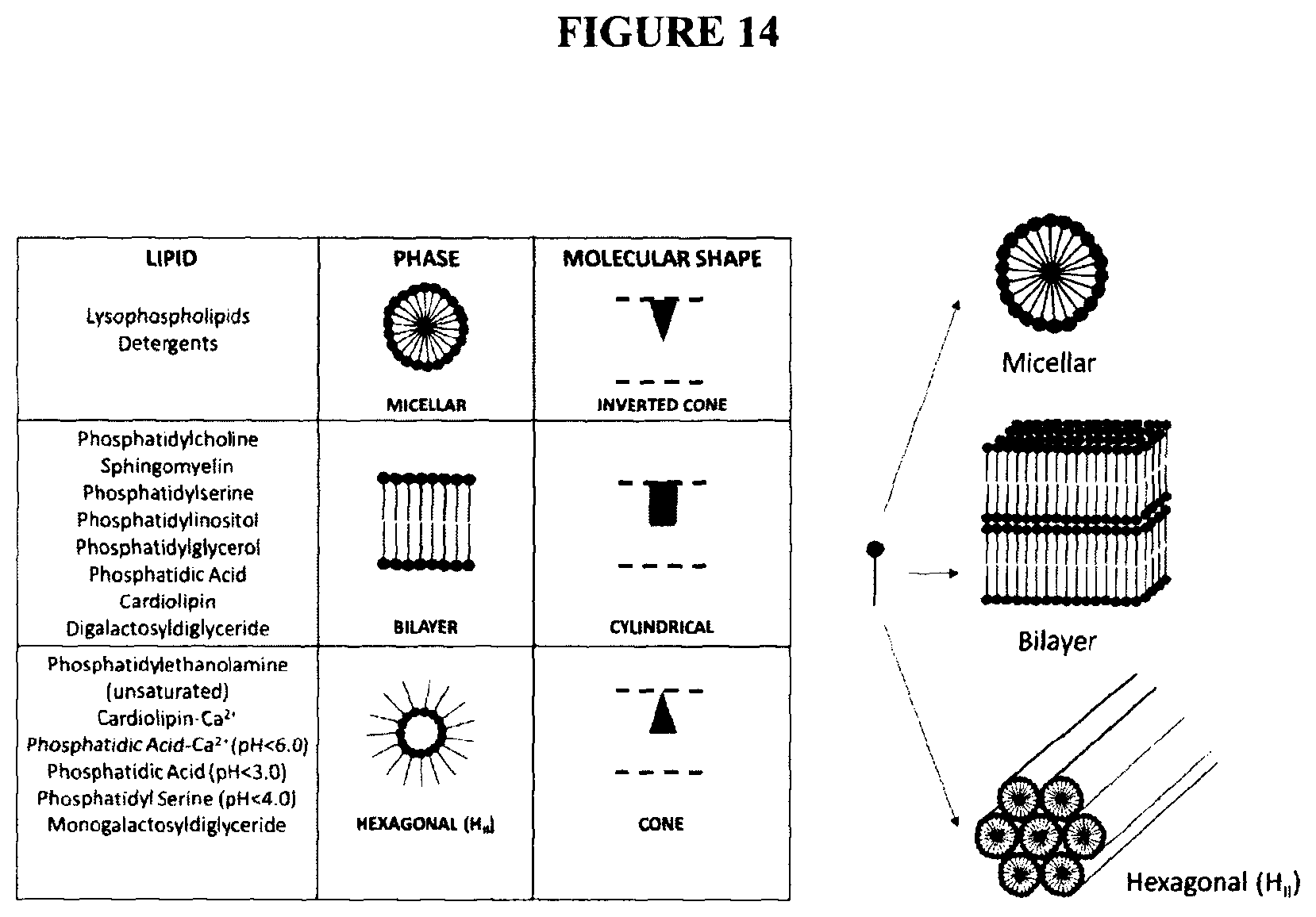 Patent US12324800 Figure 11 – Lecithin vesicles