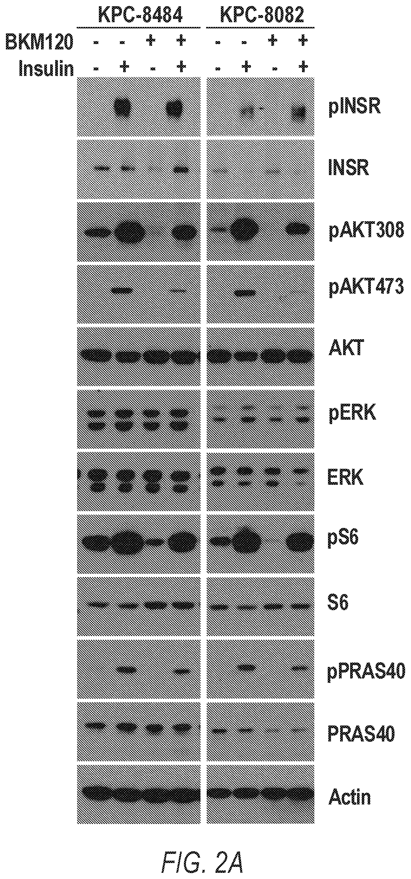 Patent US12324807 Figure 5 – Combination therapy for PI3K-associated disease or disorder