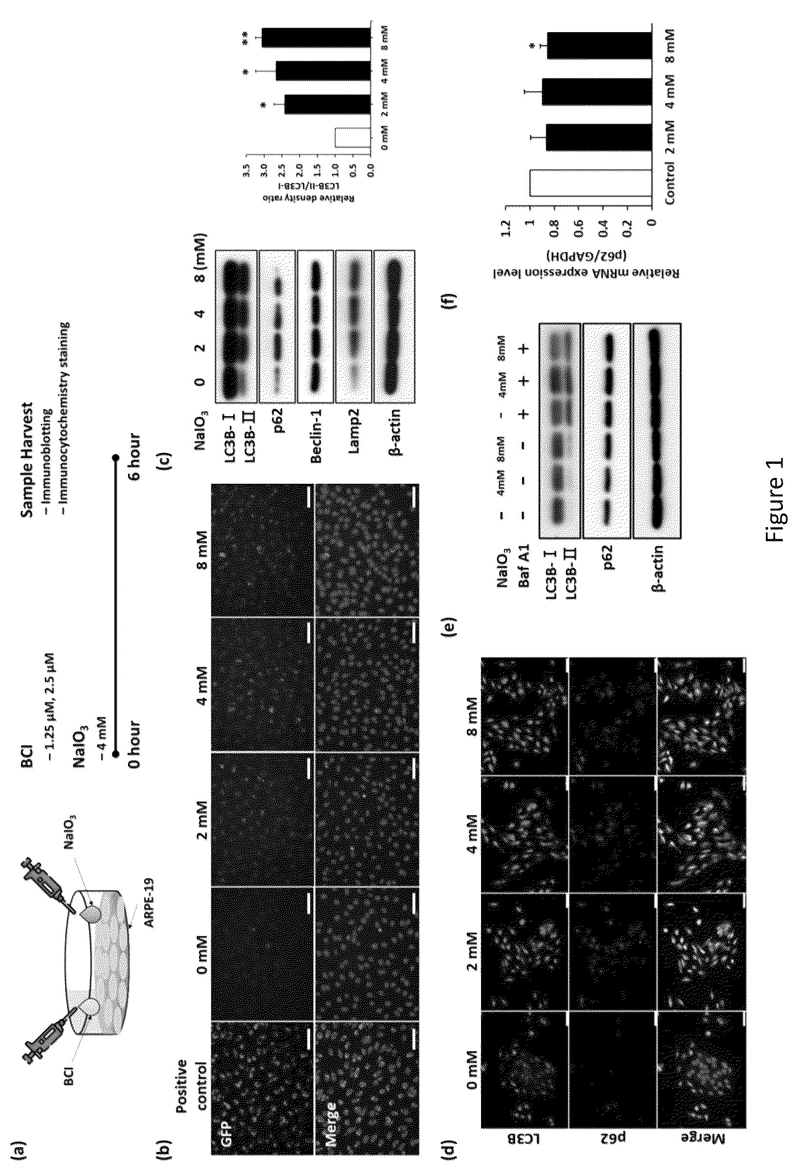 Patent US12324813 Figure 1 – Method and pharmaceutical composition for rescuing retinal degeneration
