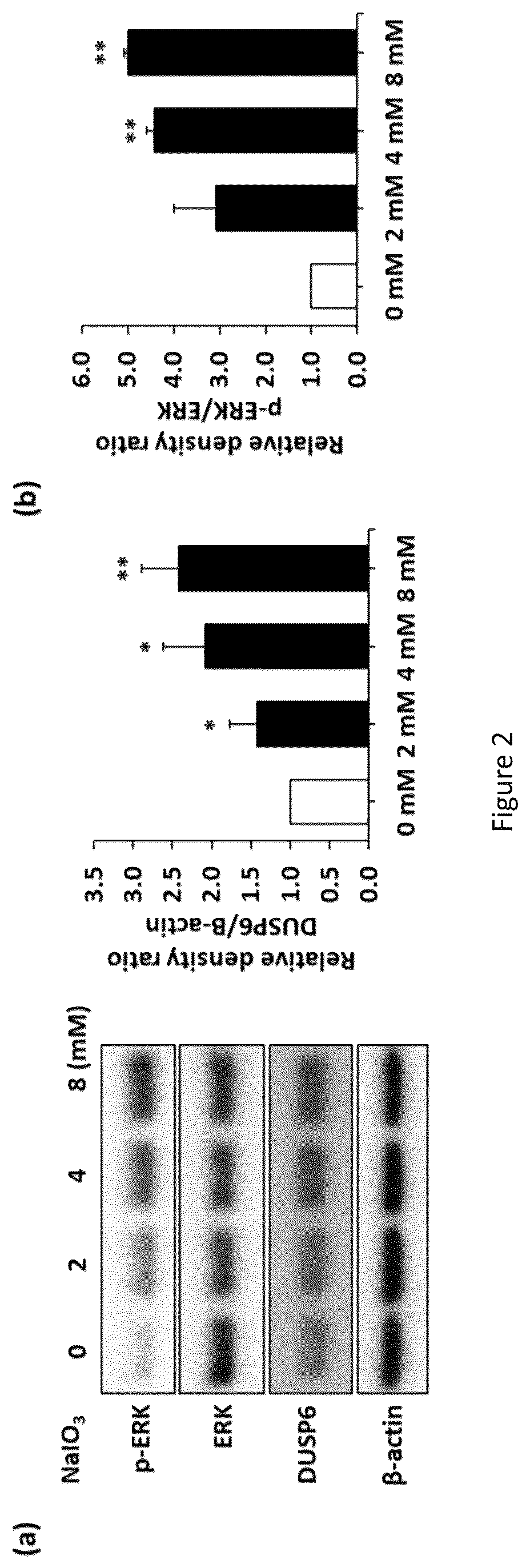 Patent US12324813 Figure 2 – Method and pharmaceutical composition for rescuing retinal degeneration
