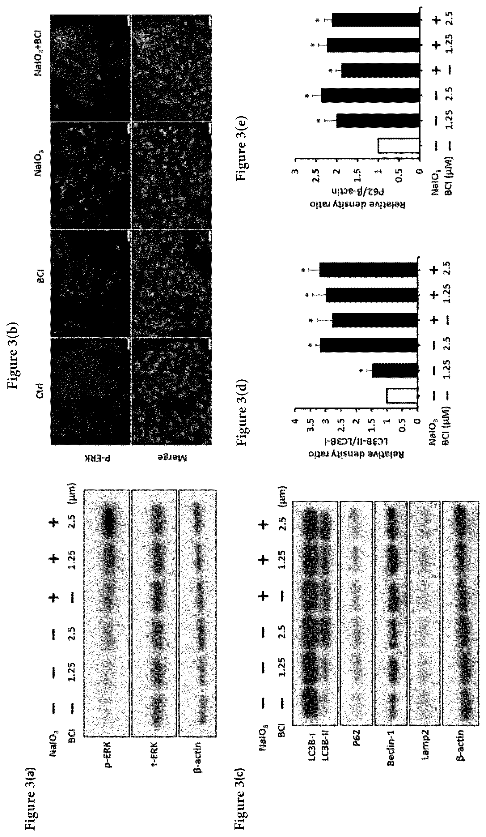 Patent US12324813 Figure 3 – Method and pharmaceutical composition for rescuing retinal degeneration
