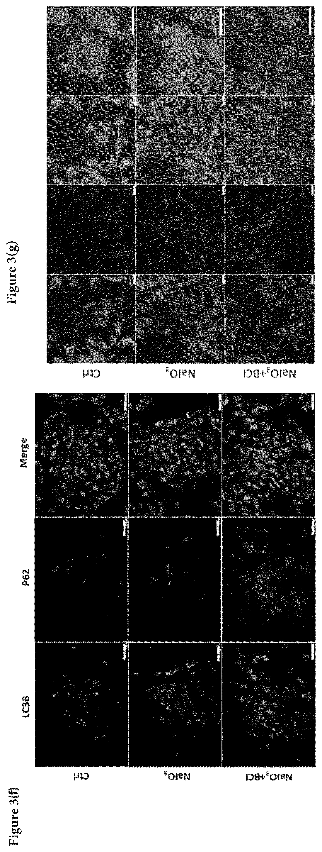 Patent US12324813 Figure 4 – Method and pharmaceutical composition for rescuing retinal degeneration