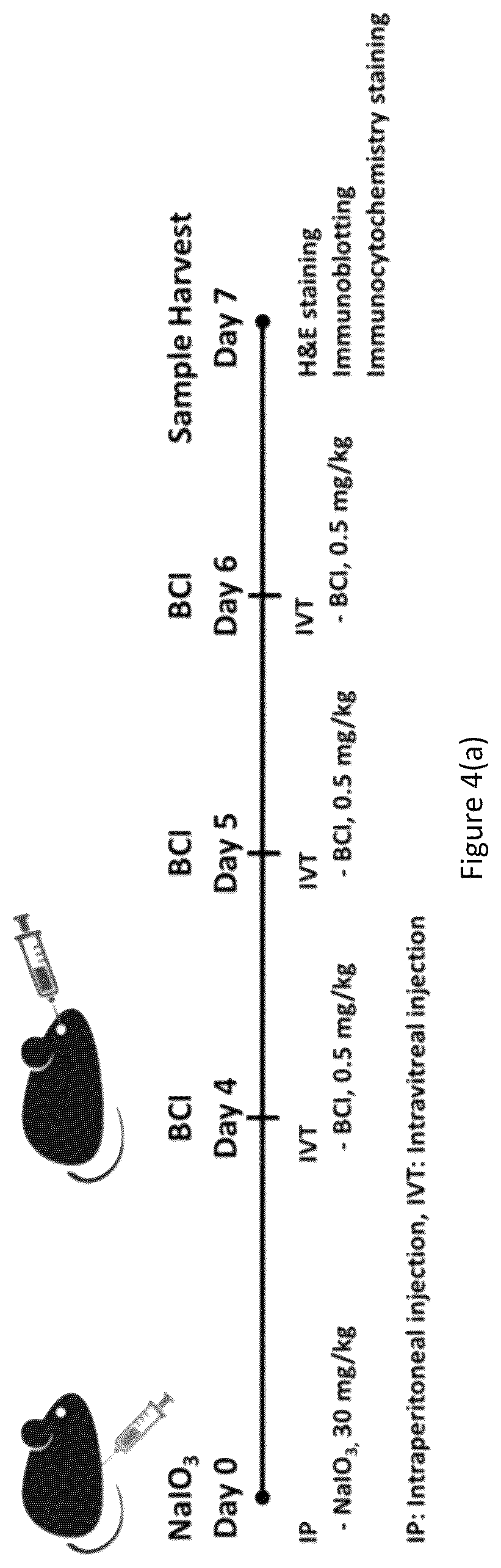 Patent US12324813 Figure 5 – Method and pharmaceutical composition for rescuing retinal degeneration