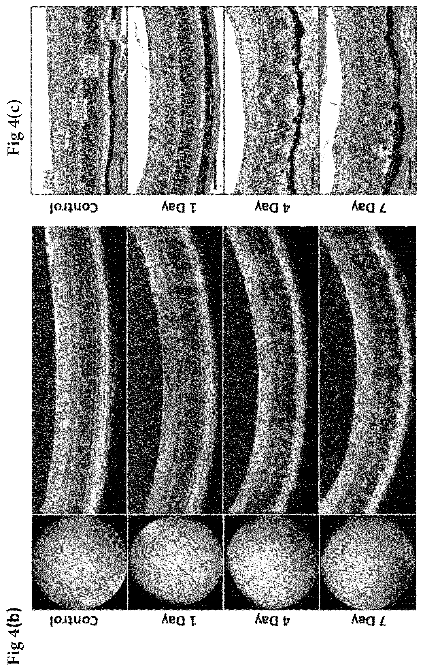 Patent US12324813 Figure 6 – Method and pharmaceutical composition for rescuing retinal degeneration
