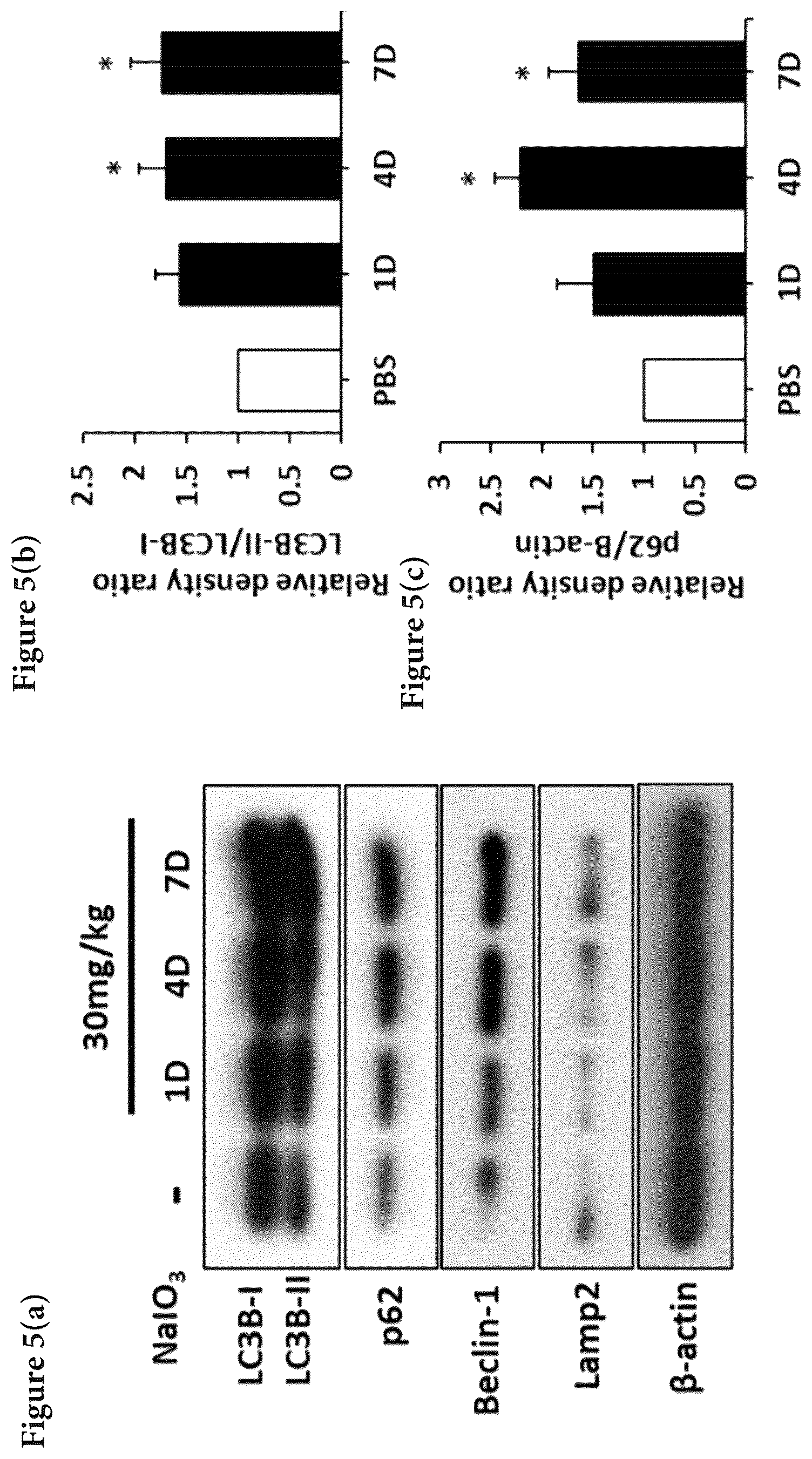 Patent US12324813 Figure 8 – Method and pharmaceutical composition for rescuing retinal degeneration