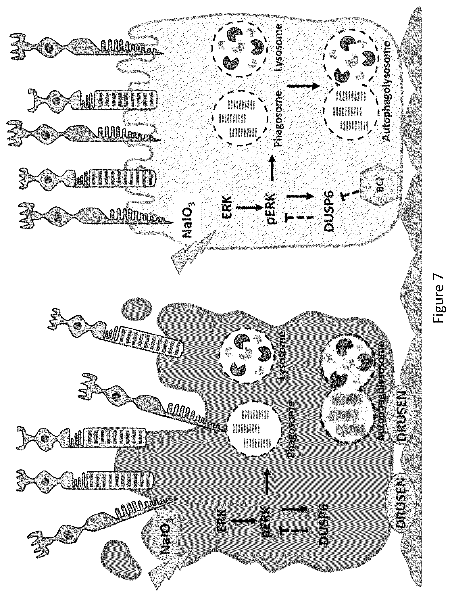 Patent US12324813 Figure 12 – Method and pharmaceutical composition for rescuing retinal degeneration