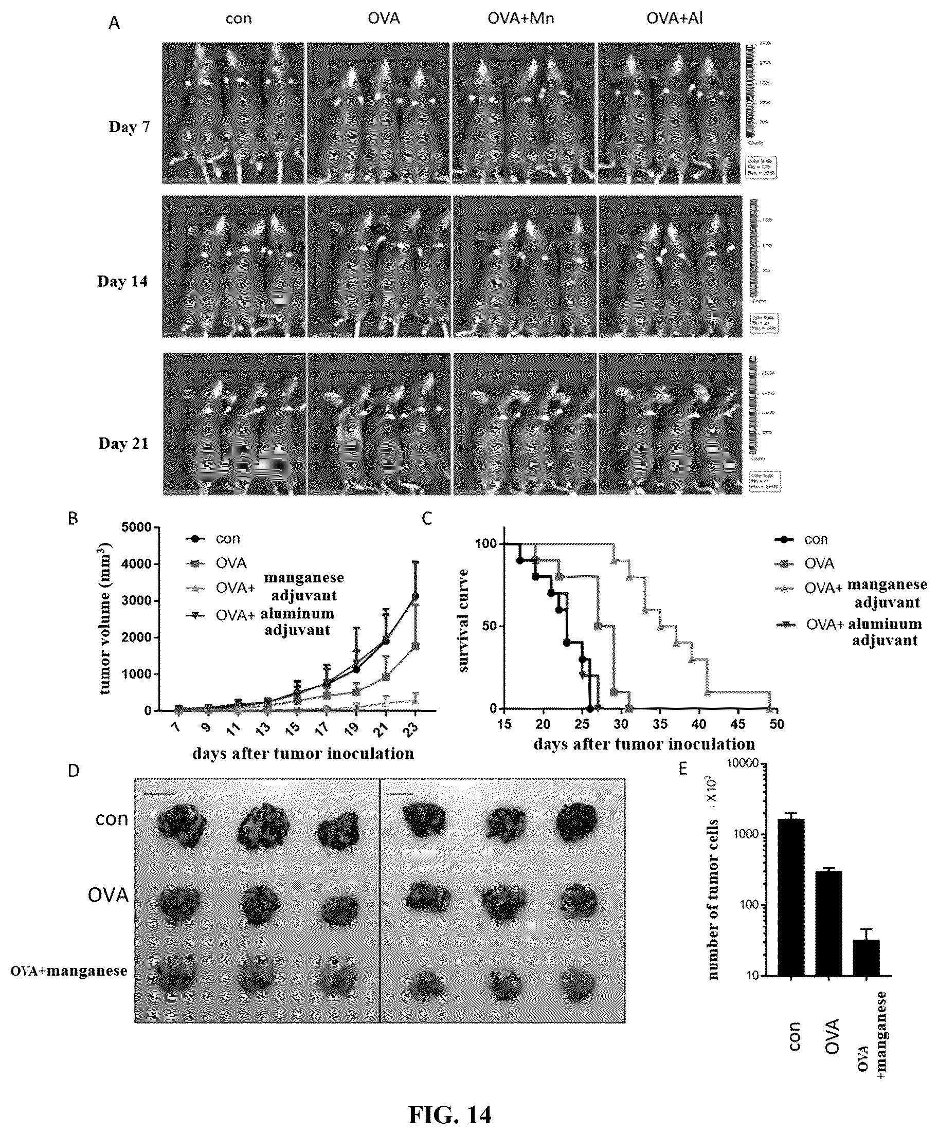 Patent US12324814 Figure 17 – Manganese composition for enhancing immunity