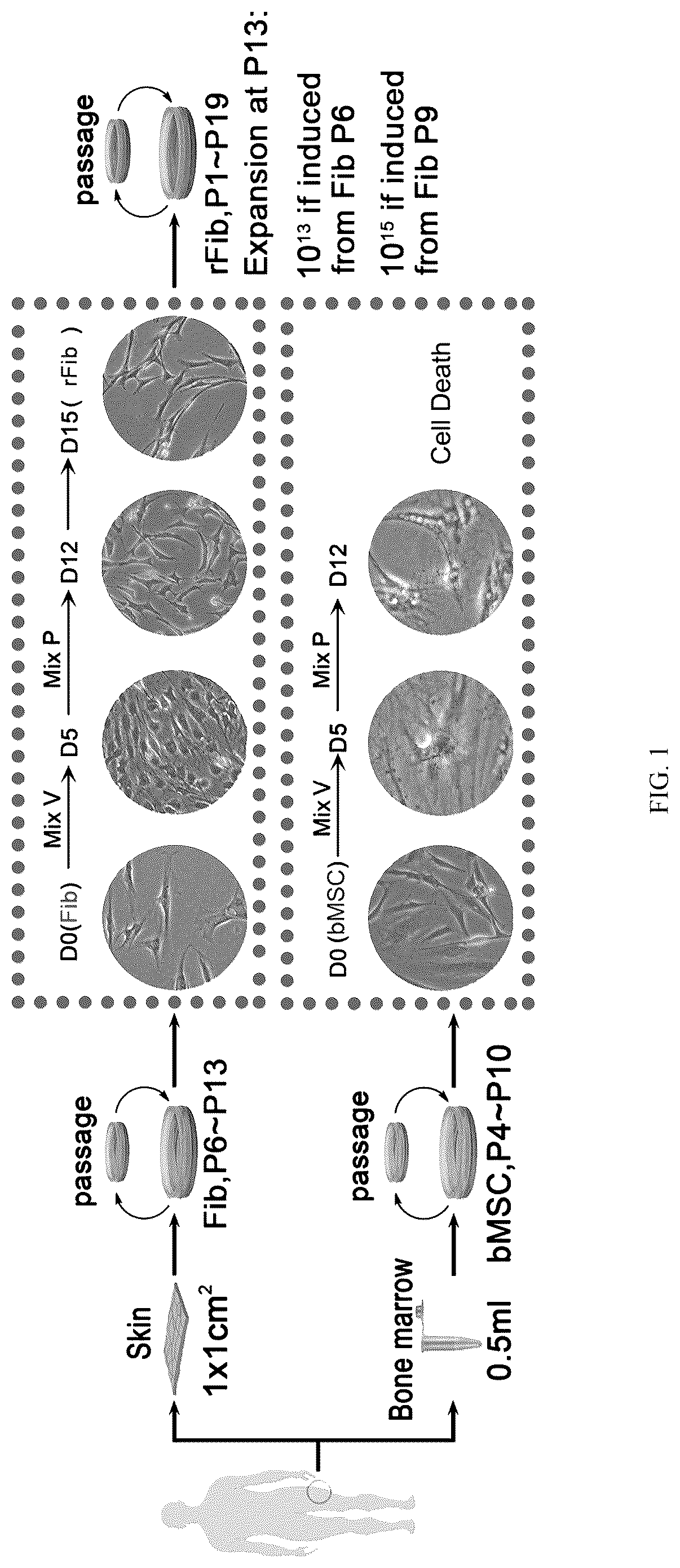 Patent US12324817 Figure 1 – Method of inducing dedifferentiation of somatic cells with small molecules to prepare rejuvenated mesenchymal stem cells and uses thereof