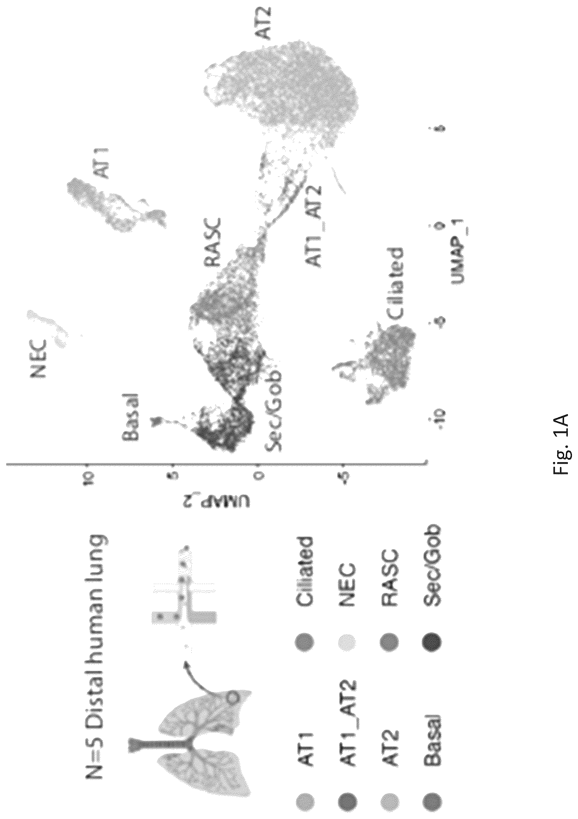 Patent US12324818 Figure 1 – Generation of alveolar epithelial type 1 (AT1) cells