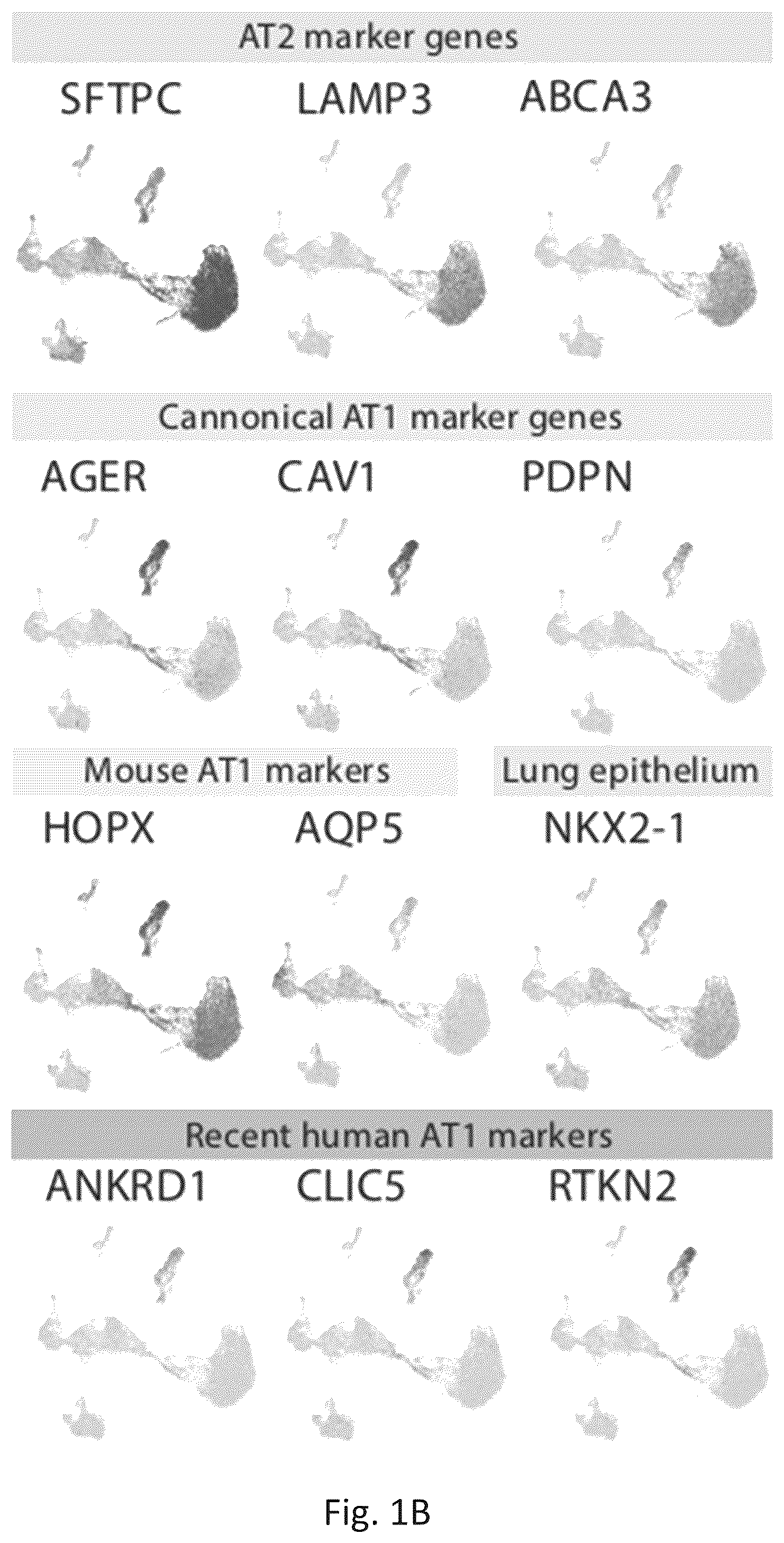 Patent US12324818 Figure 2 – Generation of alveolar epithelial type 1 (AT1) cells