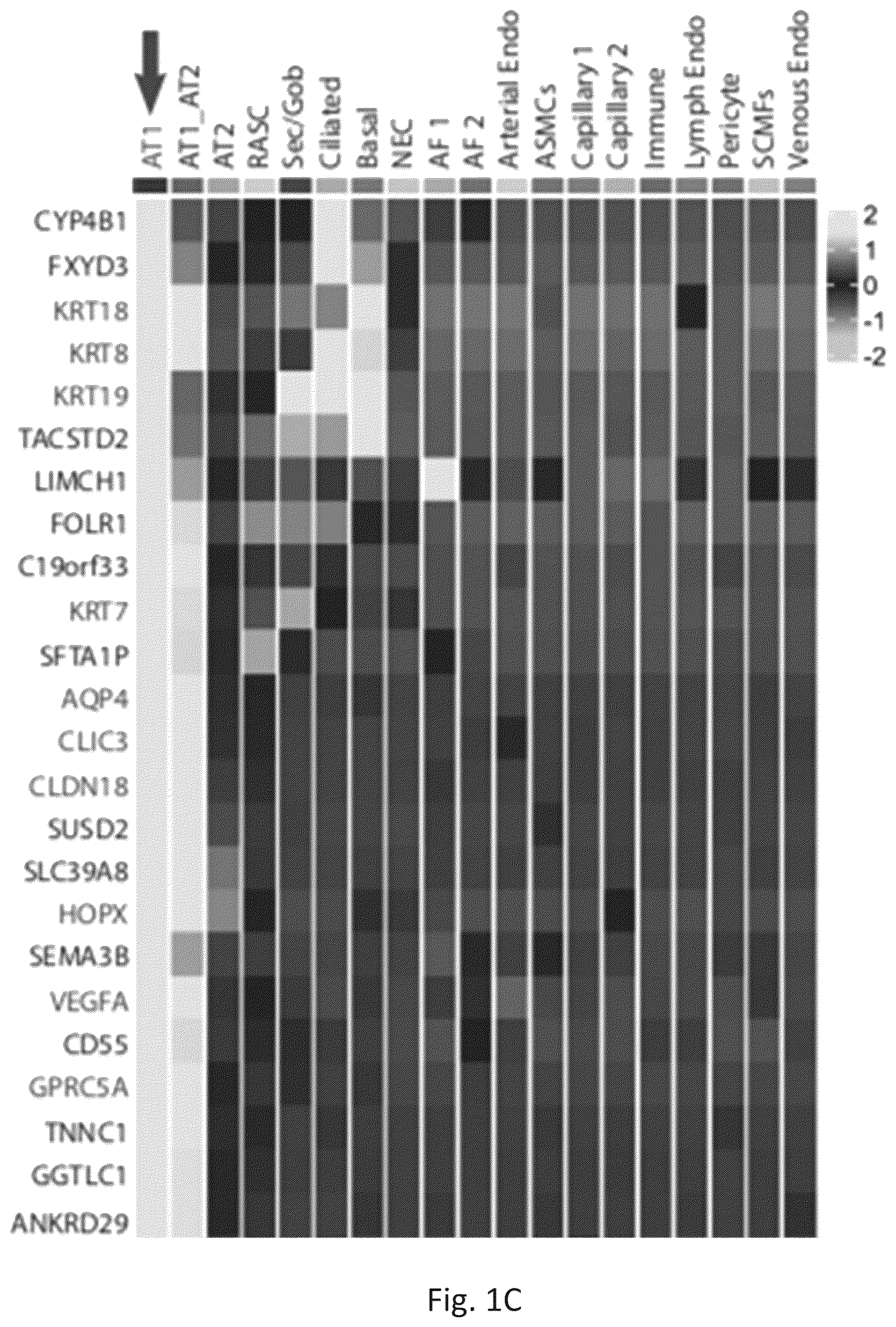 Patent US12324818 Figure 3 – Generation of alveolar epithelial type 1 (AT1) cells