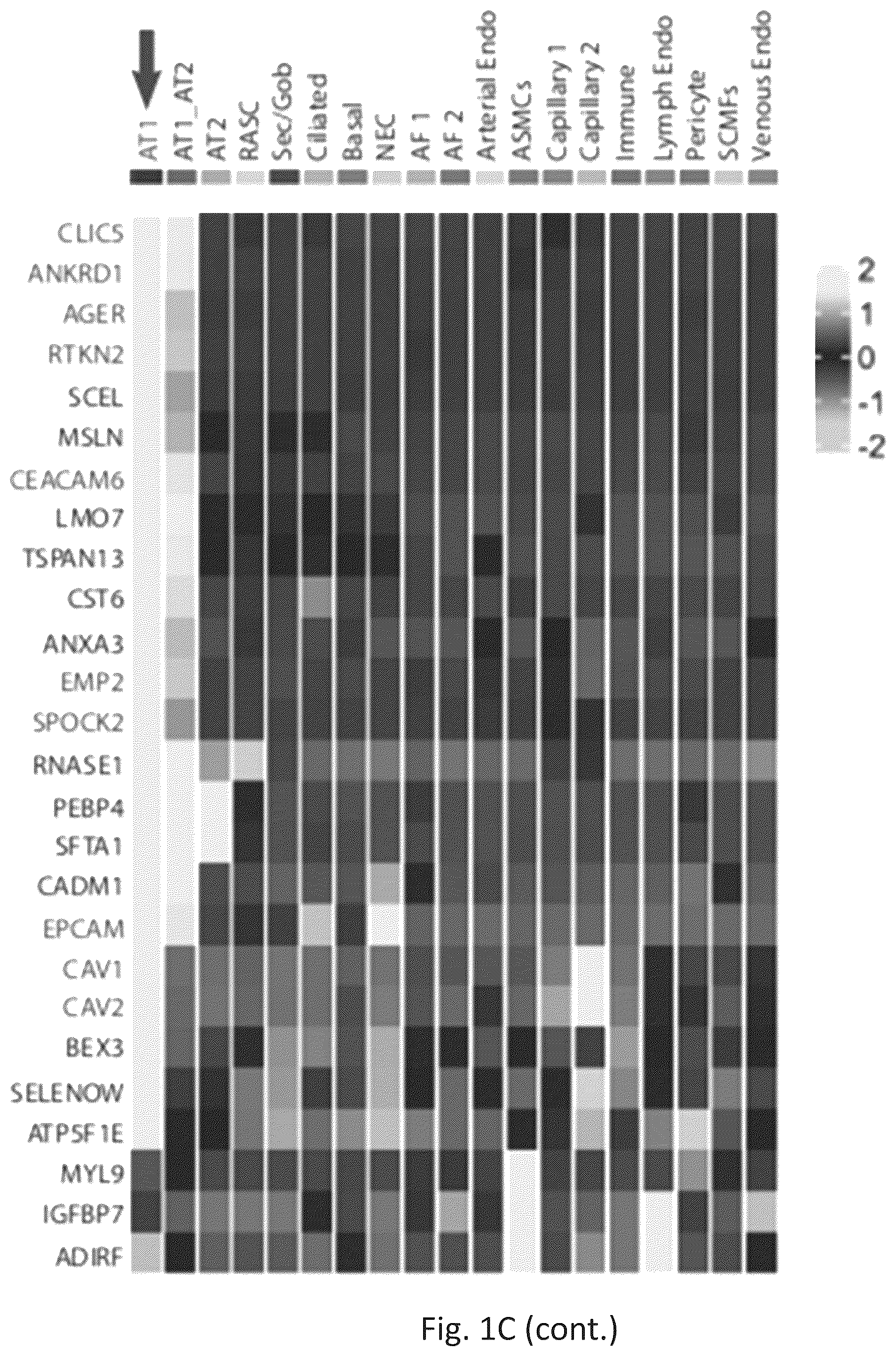 Patent US12324818 Figure 4 – Generation of alveolar epithelial type 1 (AT1) cells