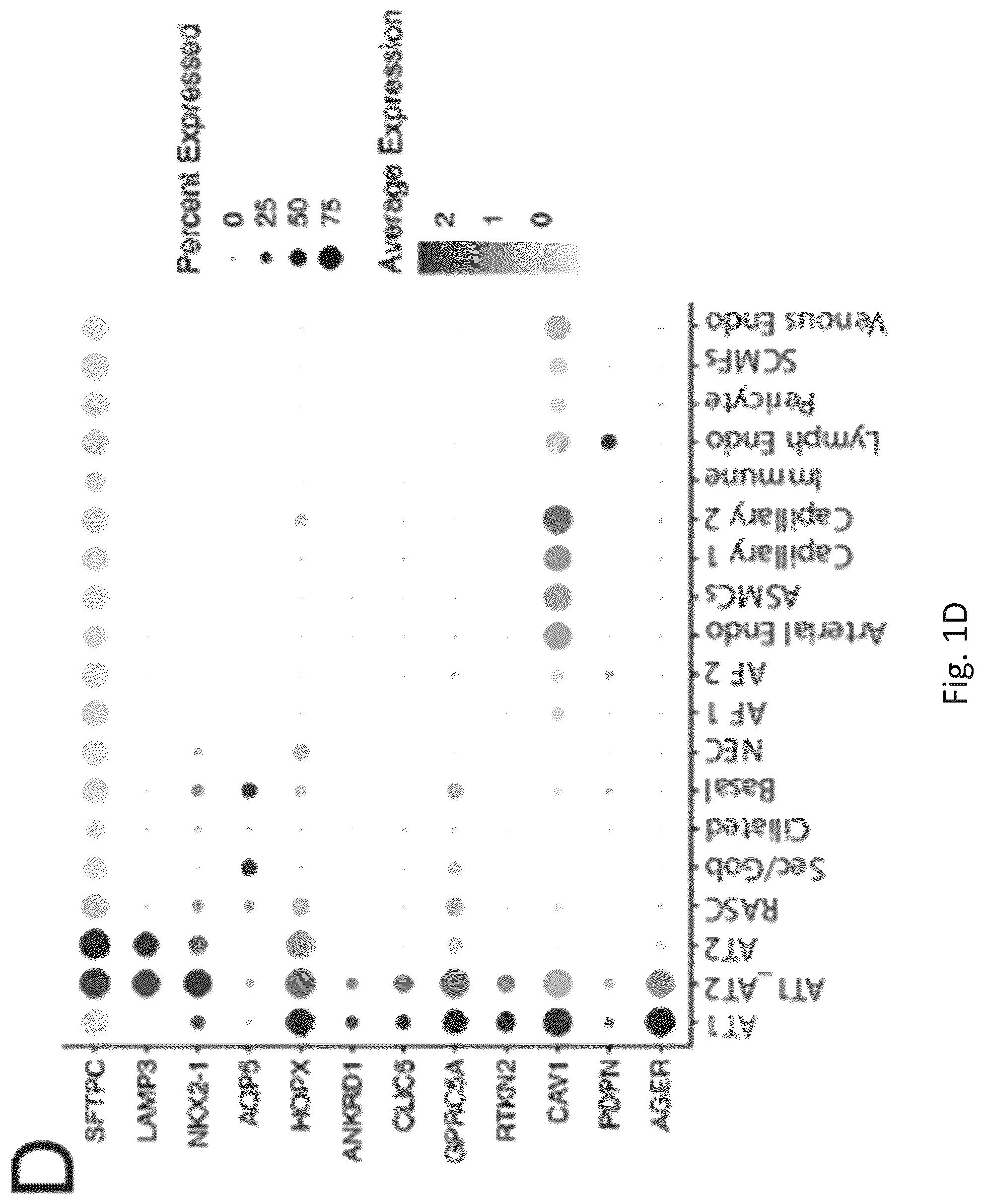 Patent US12324818 Figure 5 – Generation of alveolar epithelial type 1 (AT1) cells