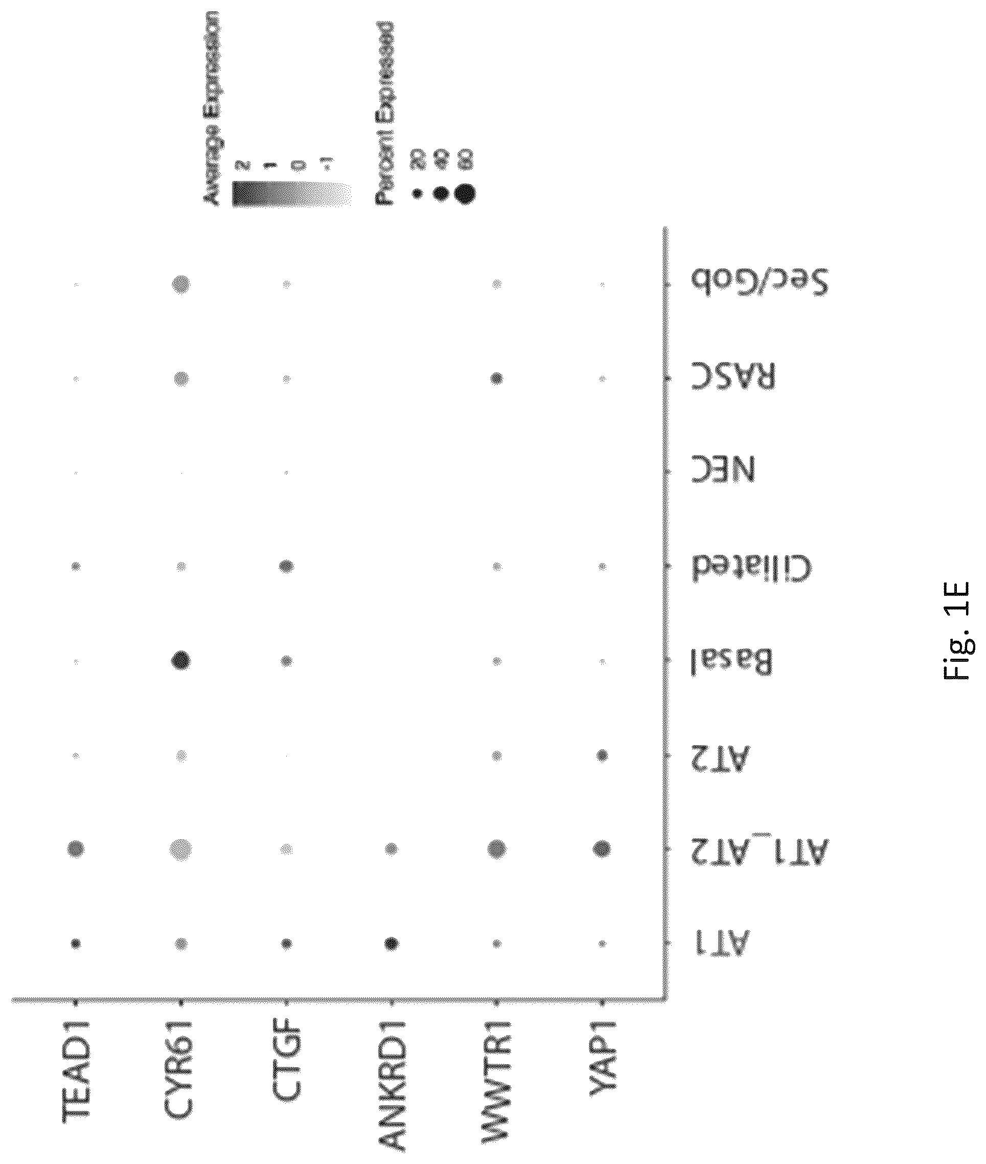 Patent US12324818 Figure 6 – Generation of alveolar epithelial type 1 (AT1) cells