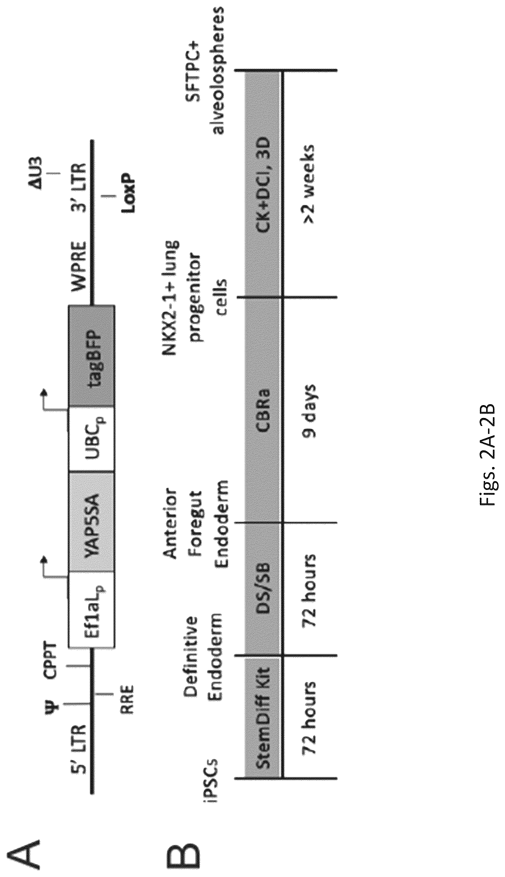 Patent US12324818 Figure 8 – Generation of alveolar epithelial type 1 (AT1) cells