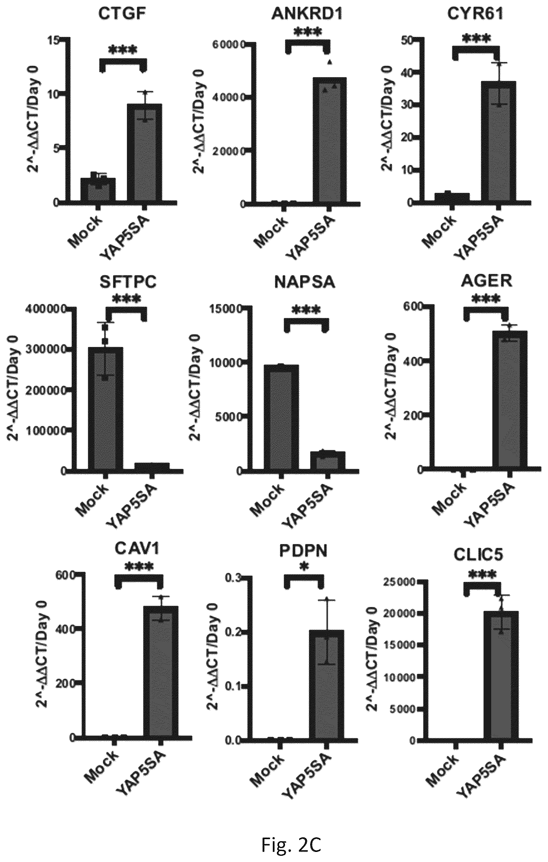 Patent US12324818 Figure 9 – Generation of alveolar epithelial type 1 (AT1) cells